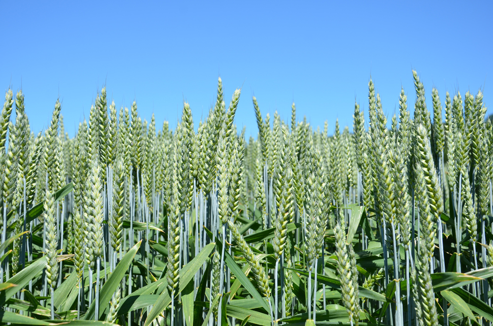 Copyright: swiss granum/Agroscope DSP - Poncione