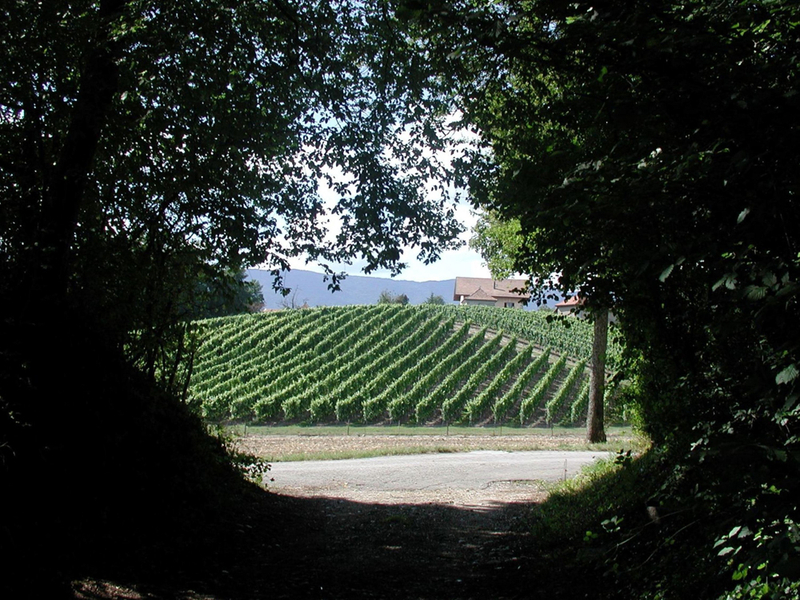 Copyright: agriculture.ch/ - Vignes à Avusy