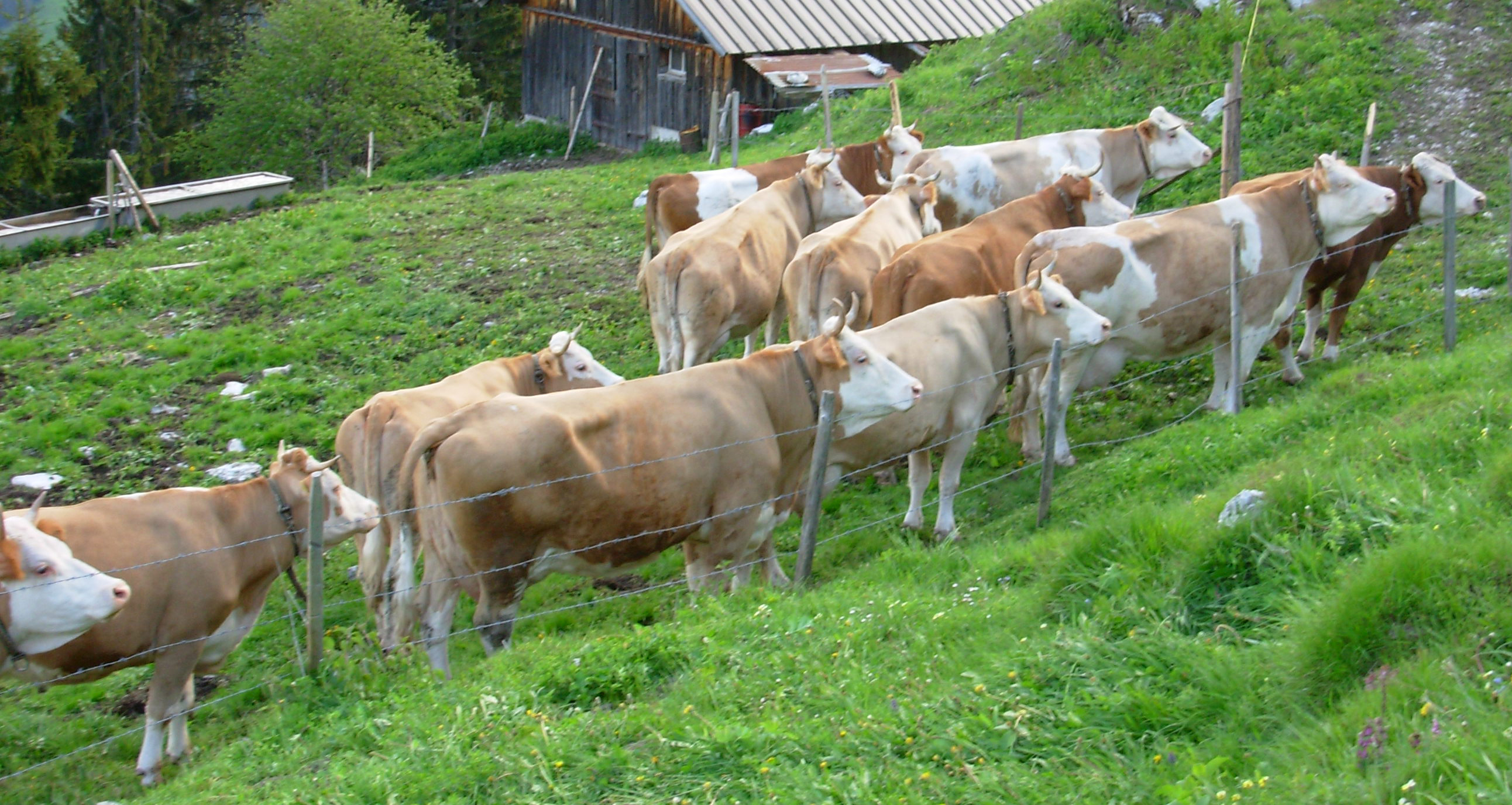 Copyright: agriculture.ch