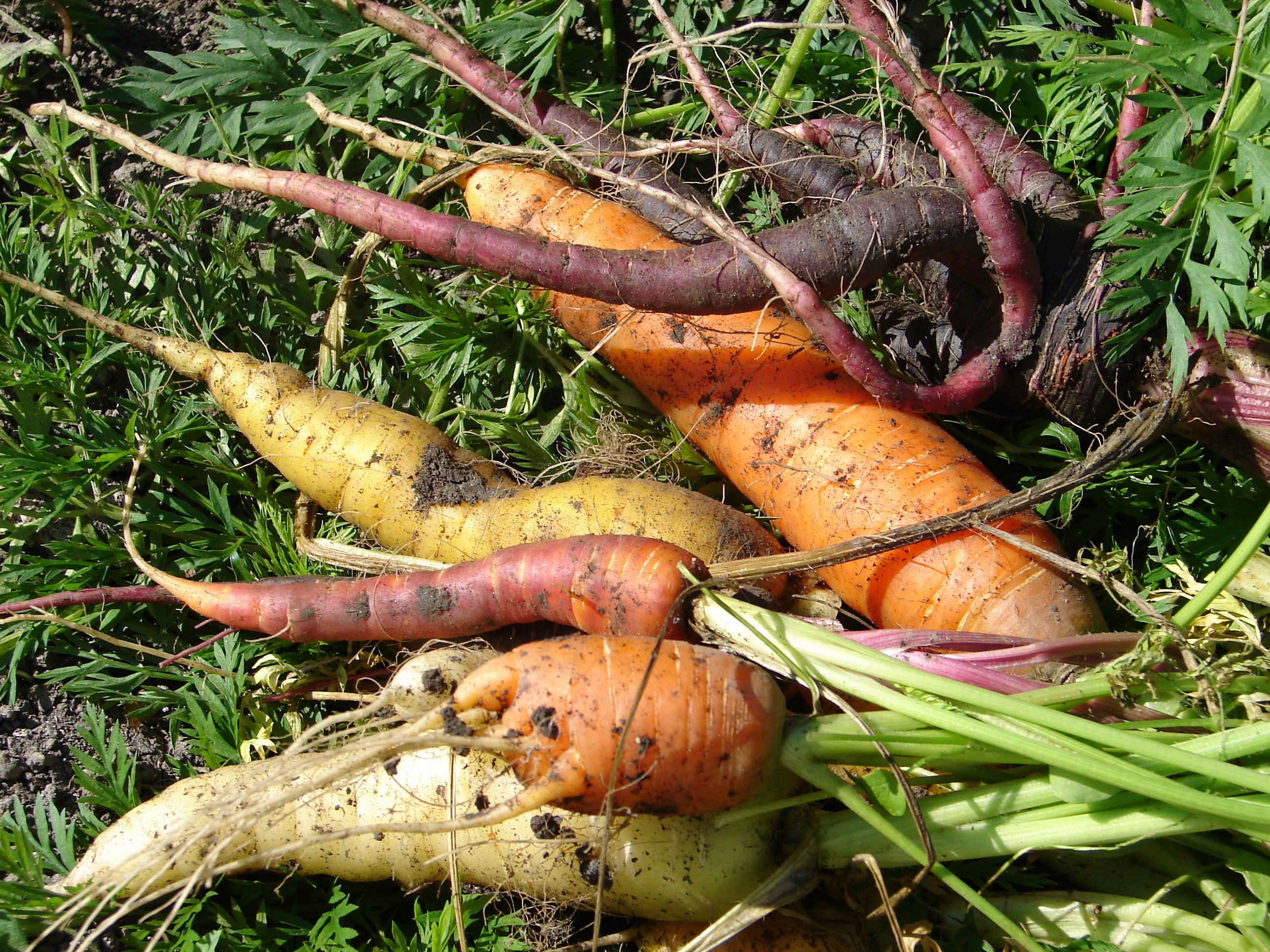 Copyright: agriculture.ch