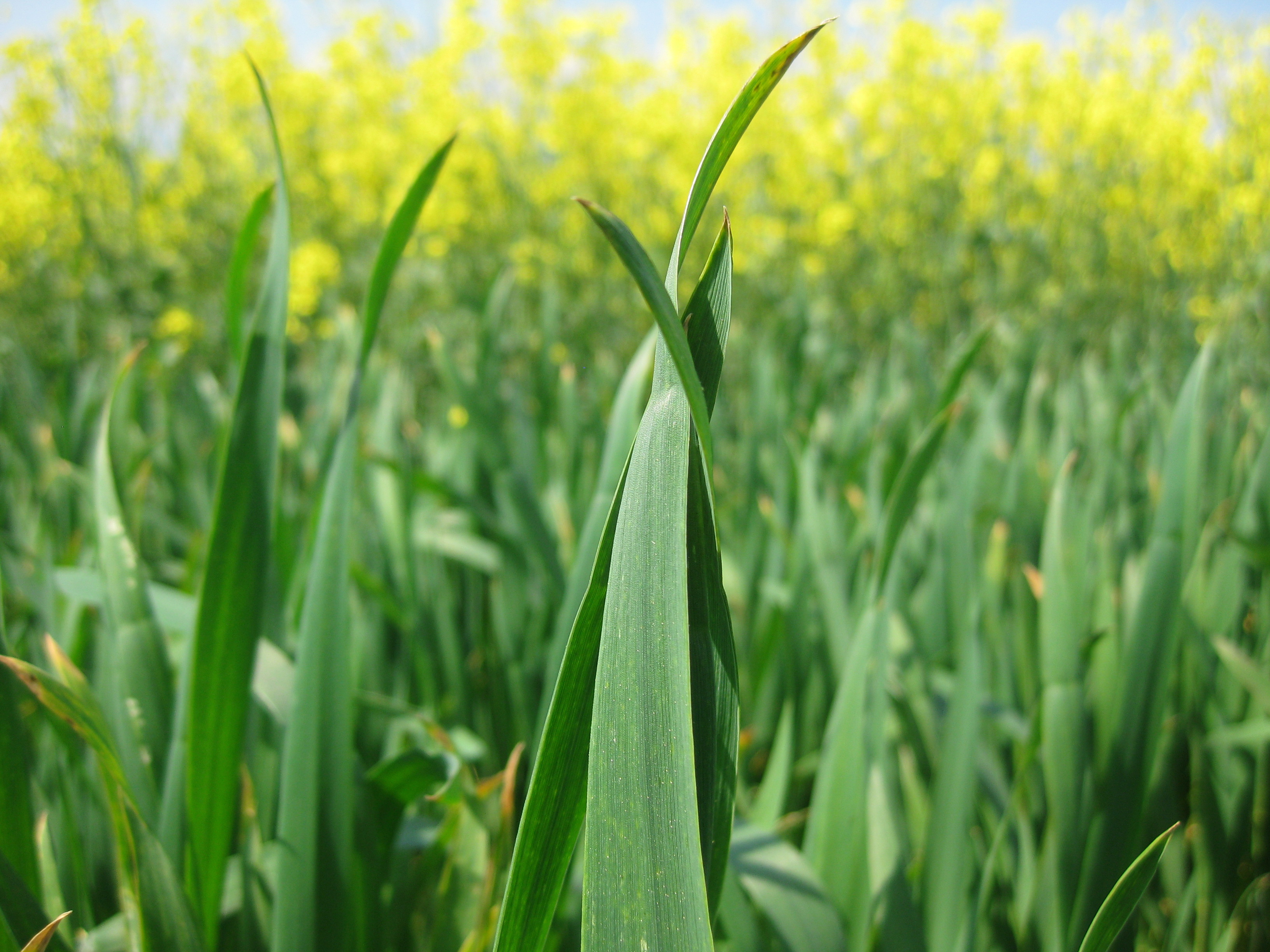 Copyright: swiss granum