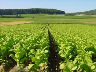 Copyright: SwissTabac