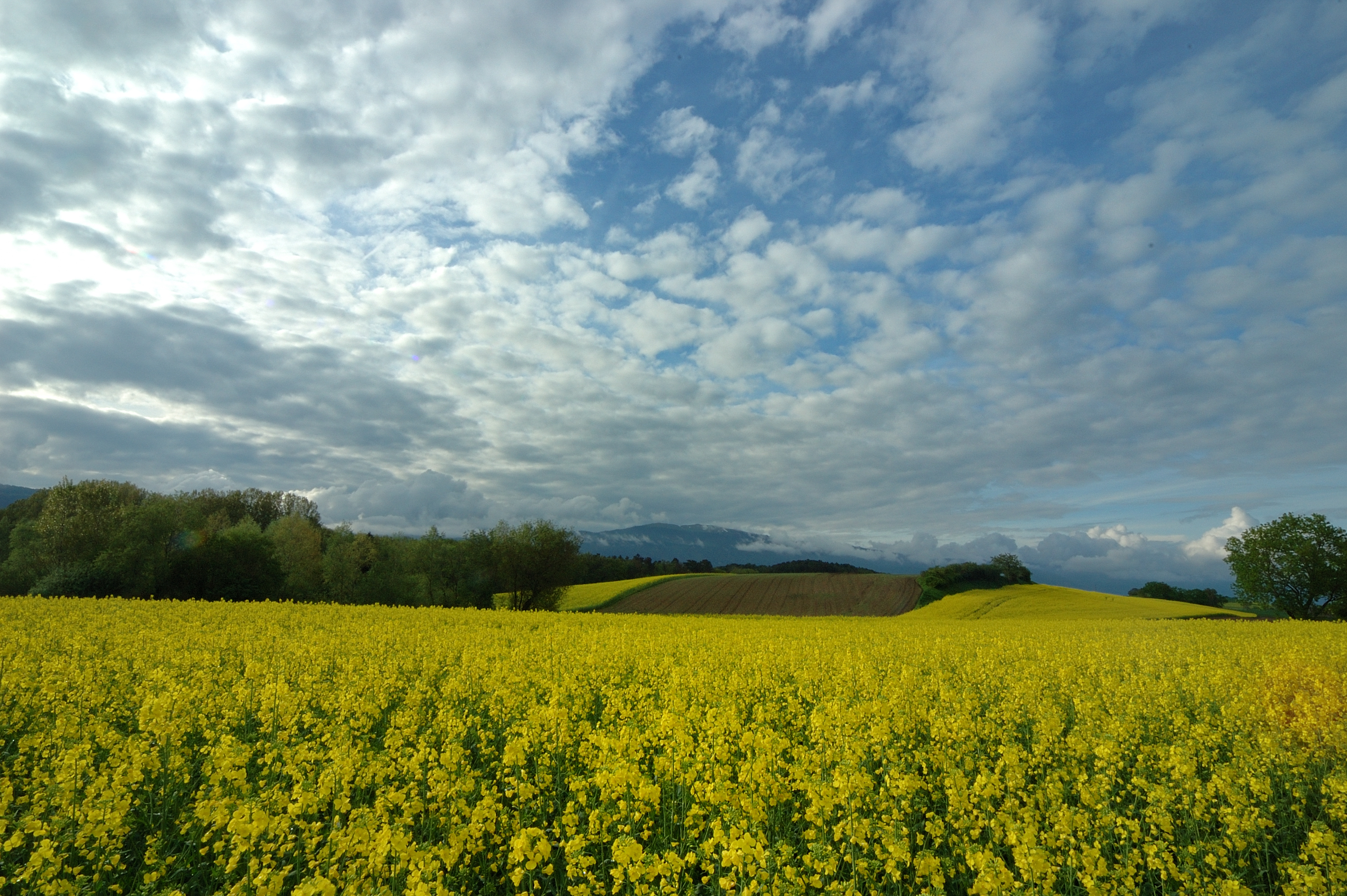 Copyright: C. Jaccard / agriculture.ch