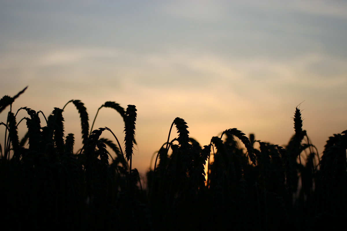 Copyright: A. Schori / agriculture.ch