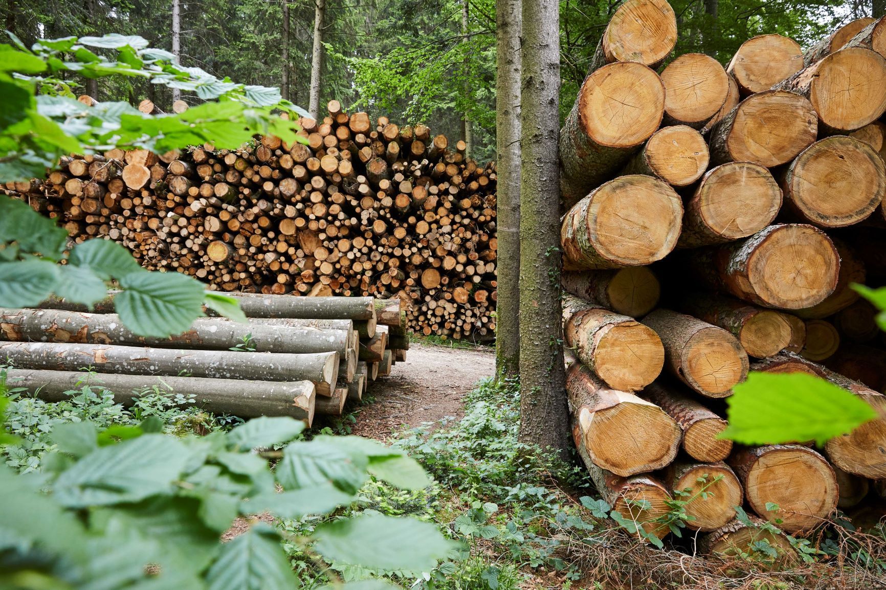 Photo ForêtSuisse/Alexander Jaquemet - De grandes quantités de bois endommagés doivent être évacuées des forêts suisses. Leur mise en valeur est problématique.