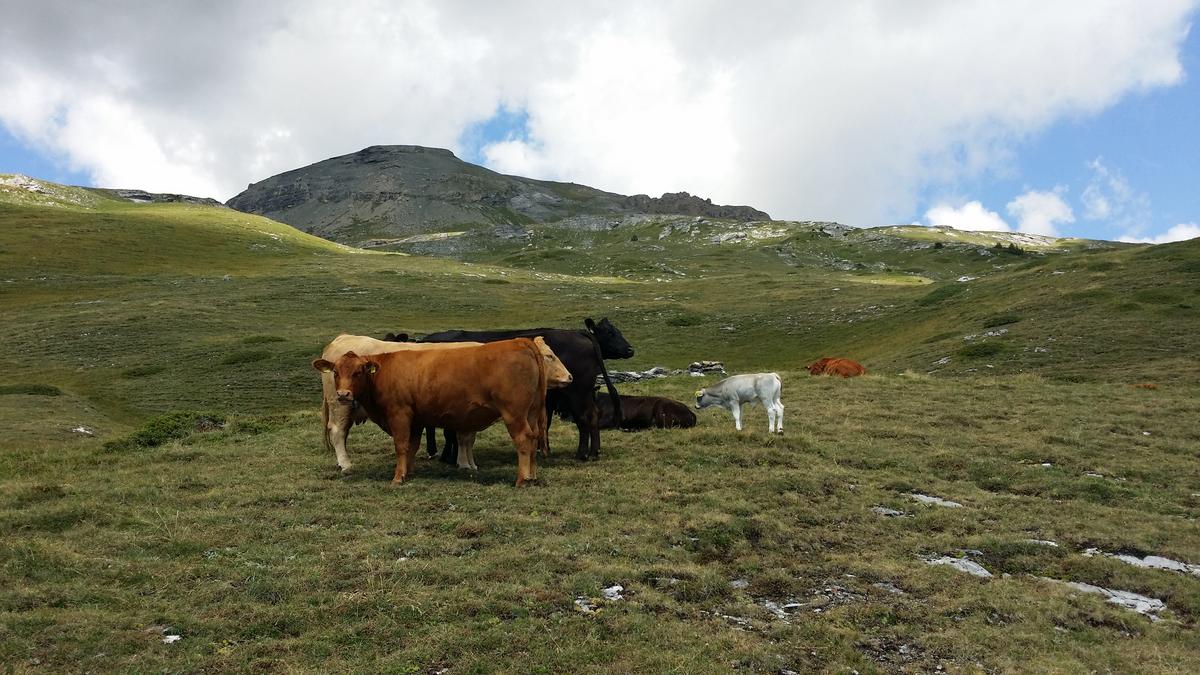 © www.sbv-usp.c © www.sbv-usp.c