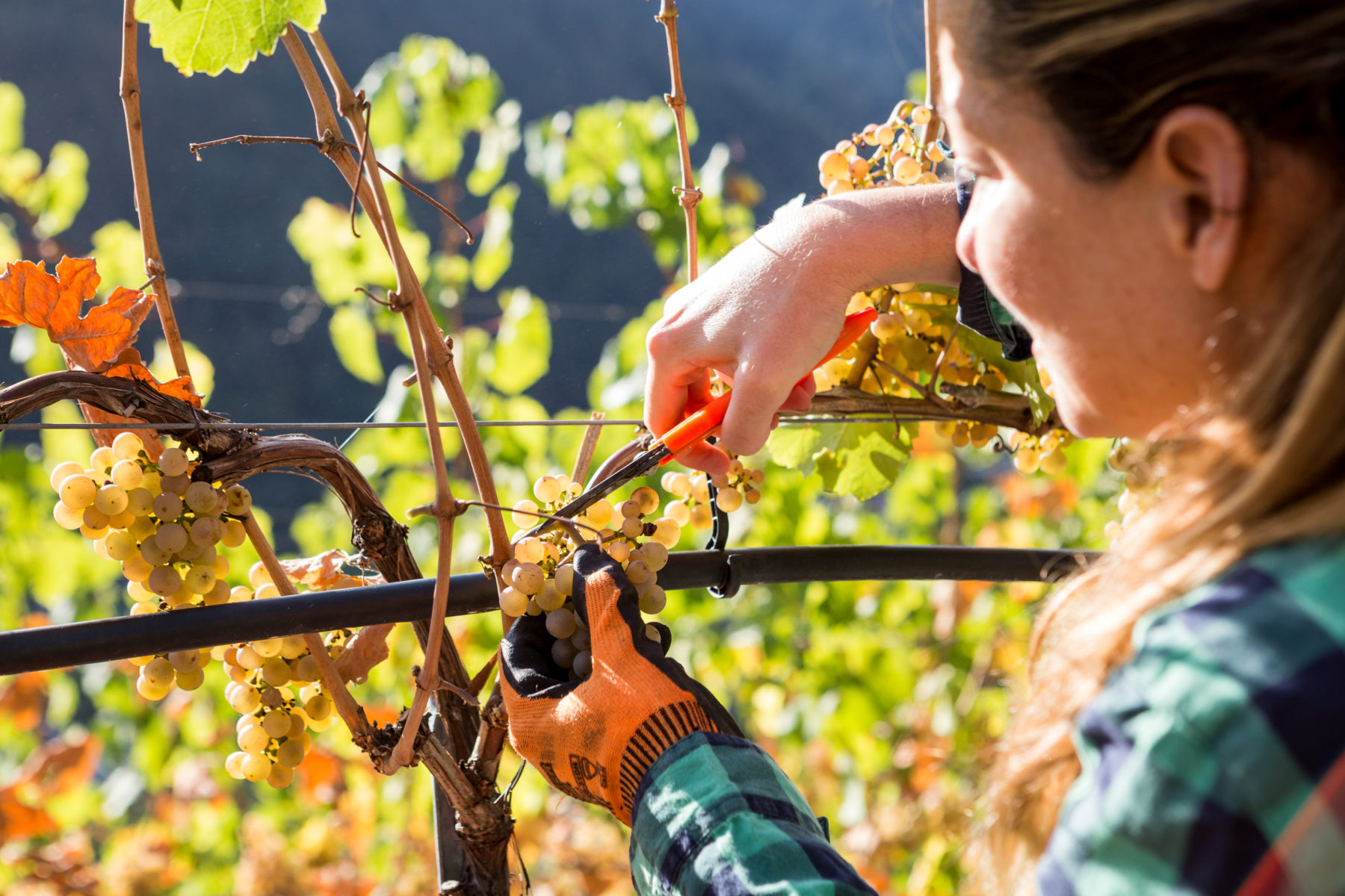 © Céline Ribordy / www.lesvinsduvalais.ch