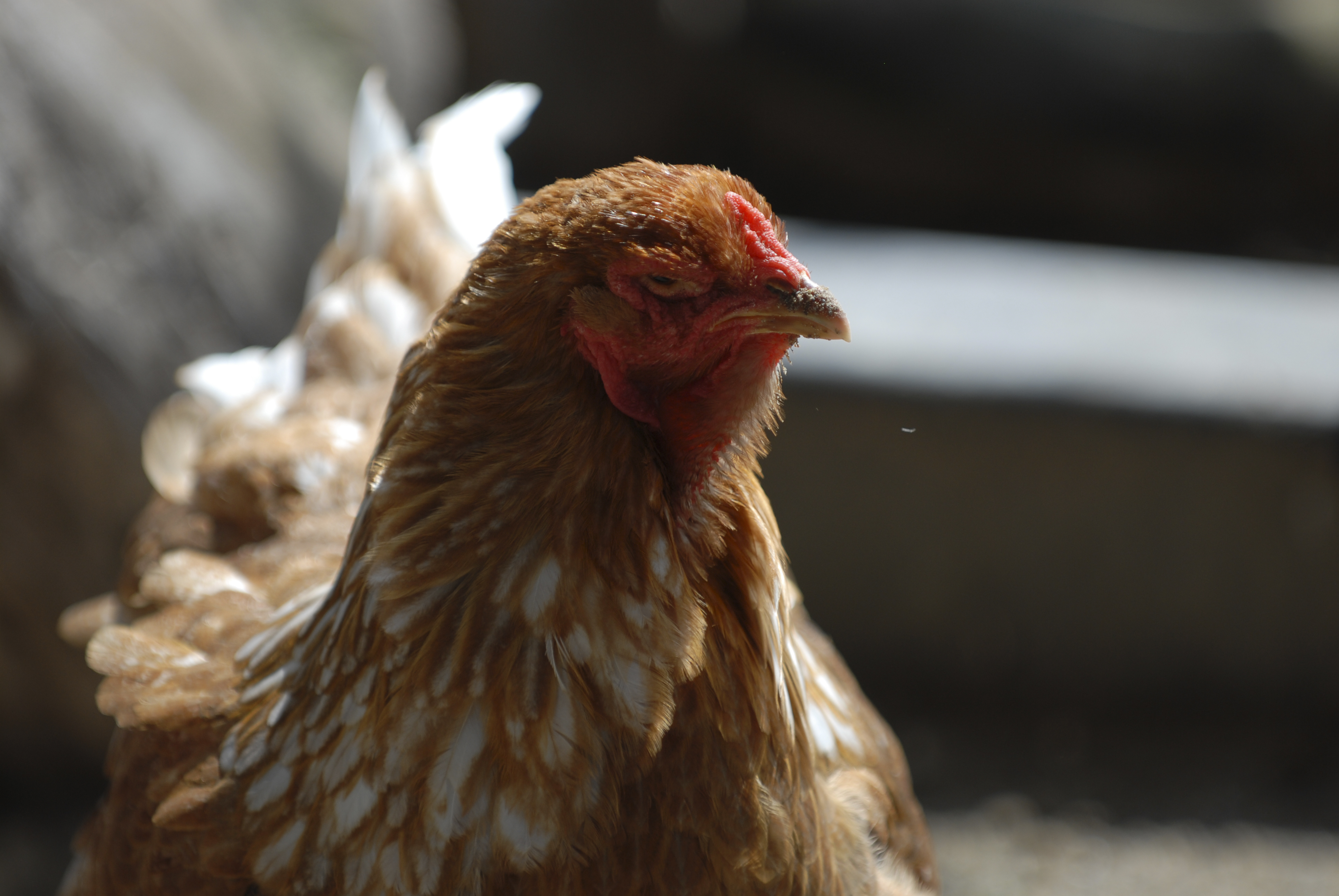 Copyright: A. Solenthaler / agriculture.ch