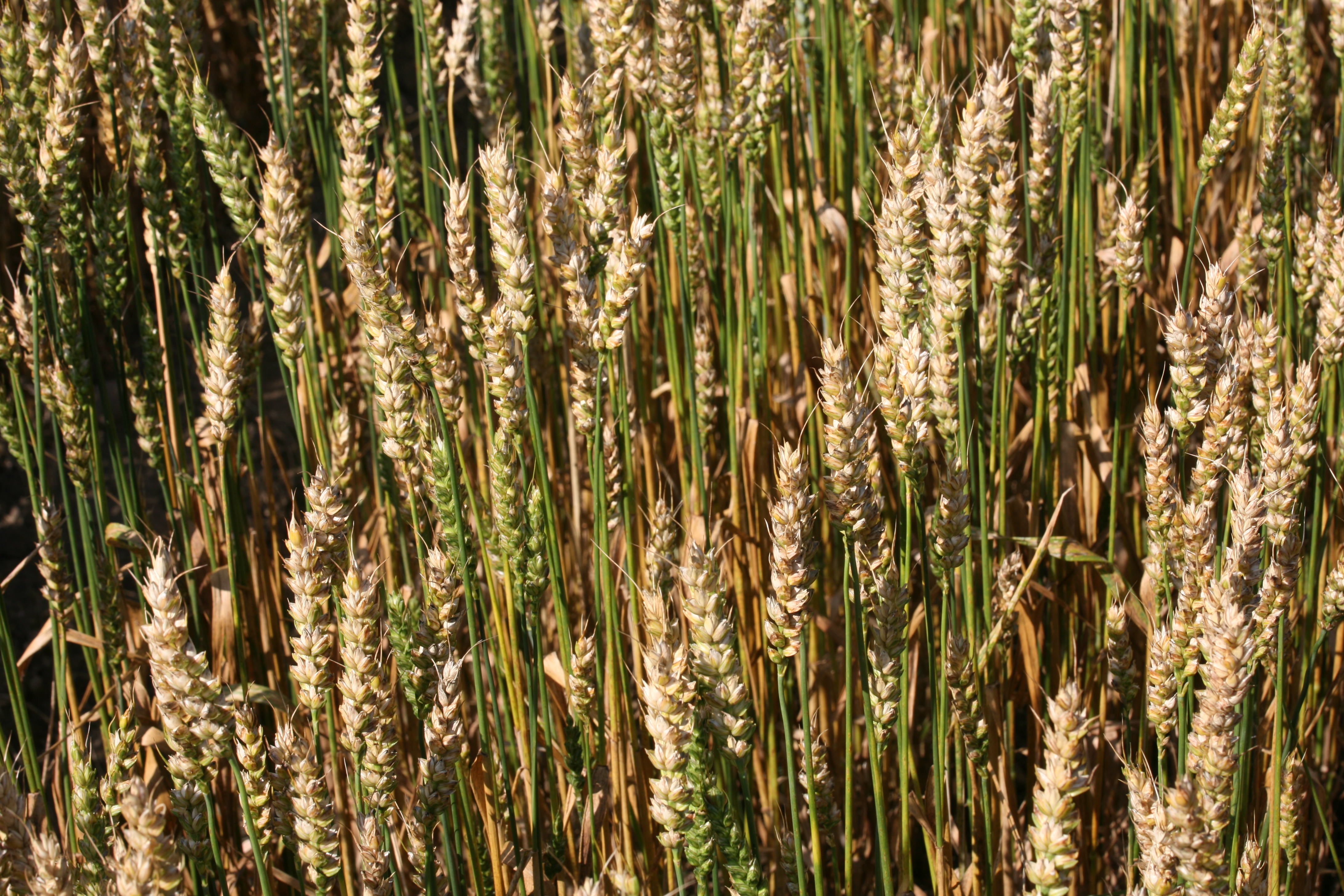 Copyright: C. Brabant / agriculture.ch