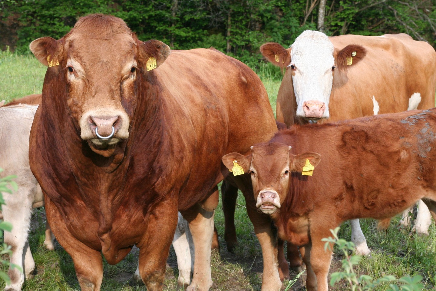 © Vache mère Suisse