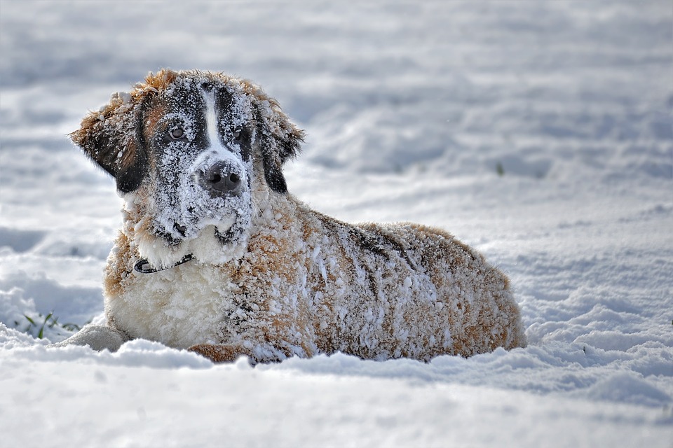 Copyright: Pixabay - Des chiens saint-bernard seront présents sur le stand.