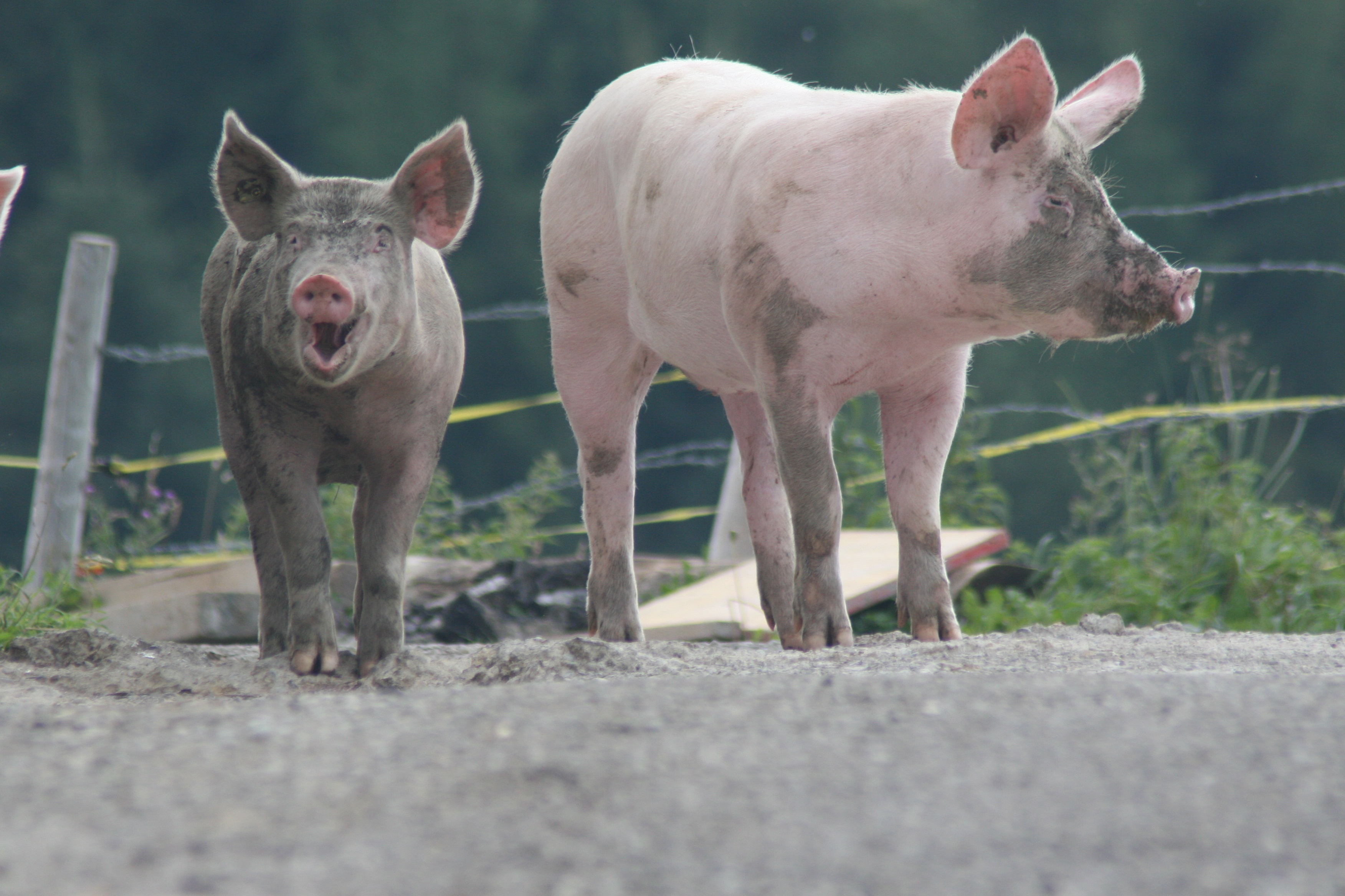 Copyright: agriculture.ch