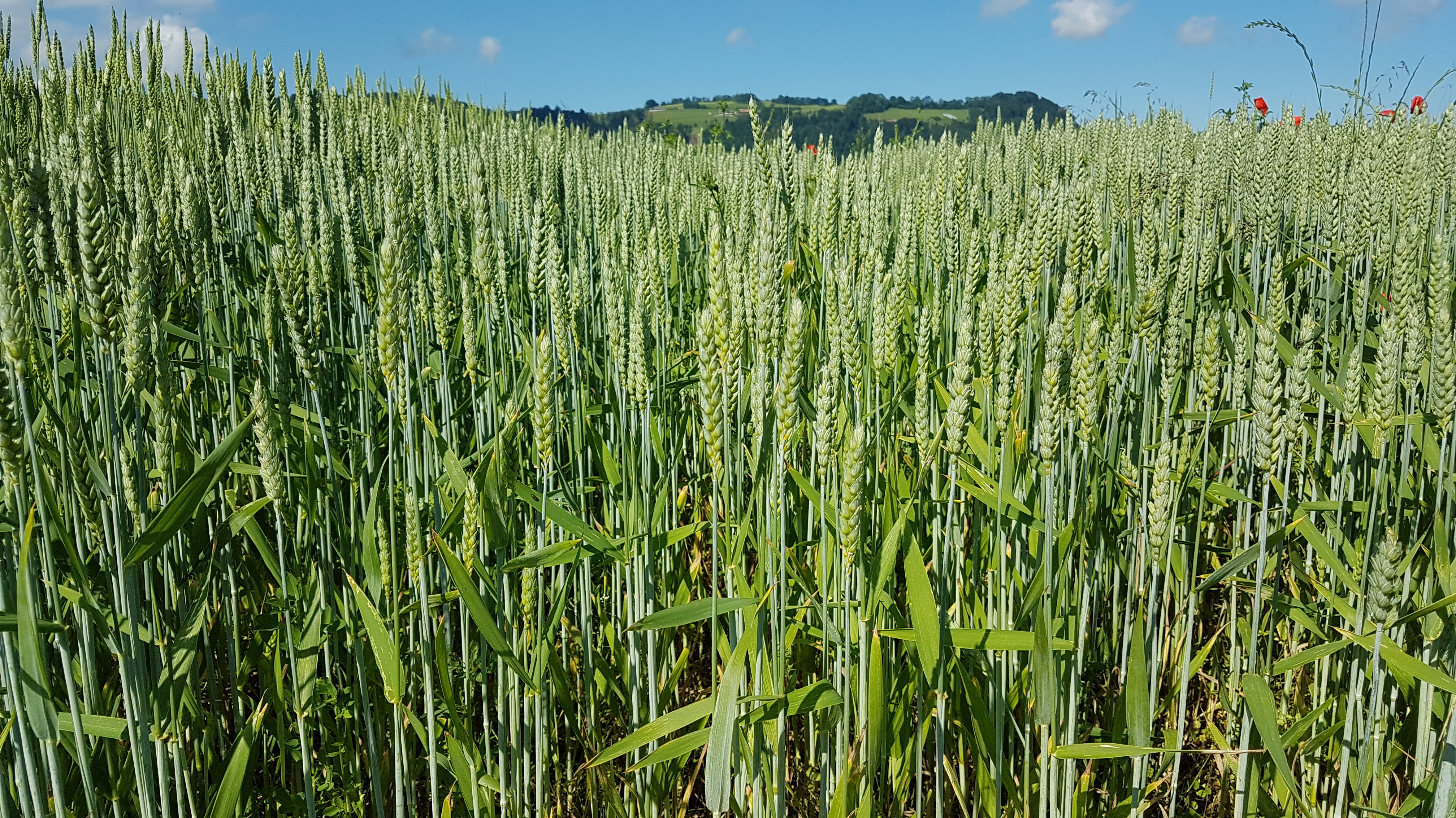 Copyright: swiss granum