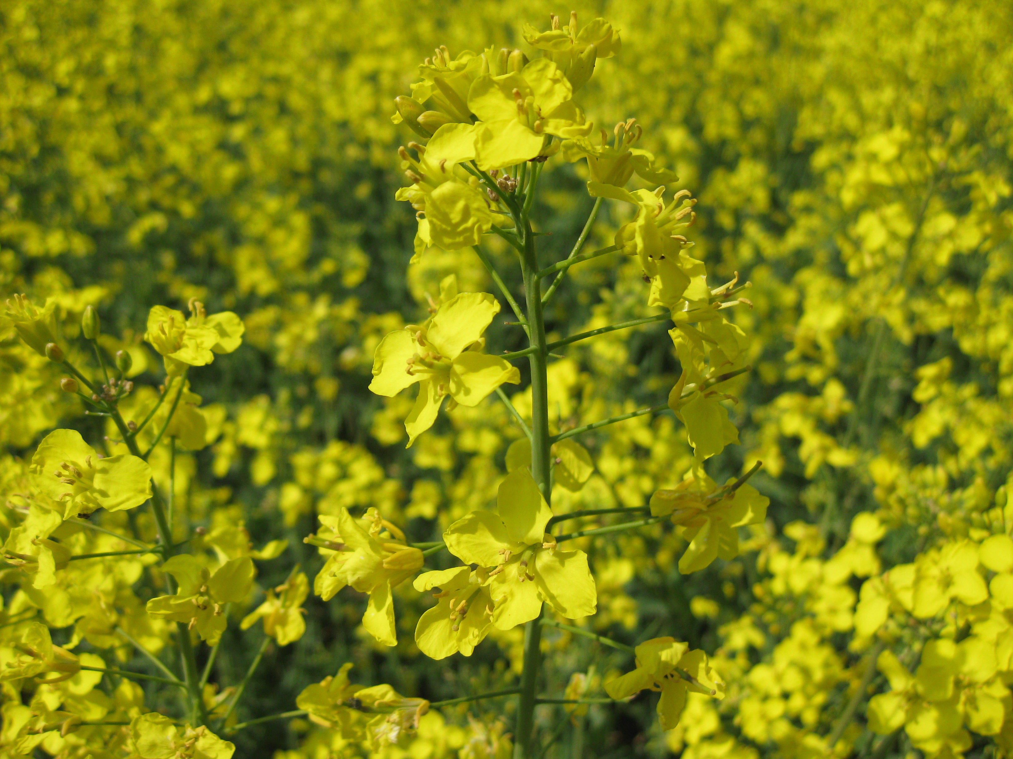 Copyright: swiss granum