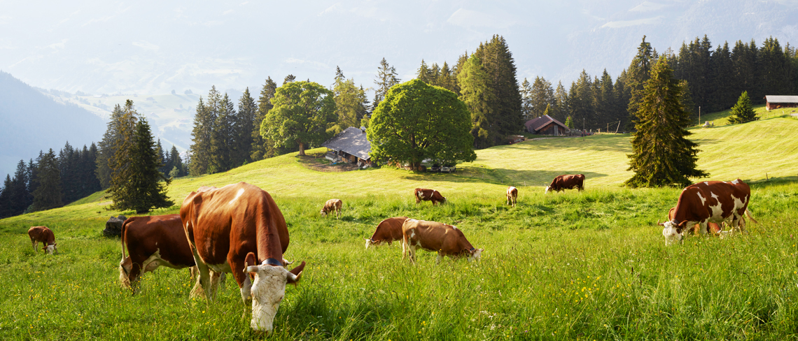 © IP-SUISSE romandie 