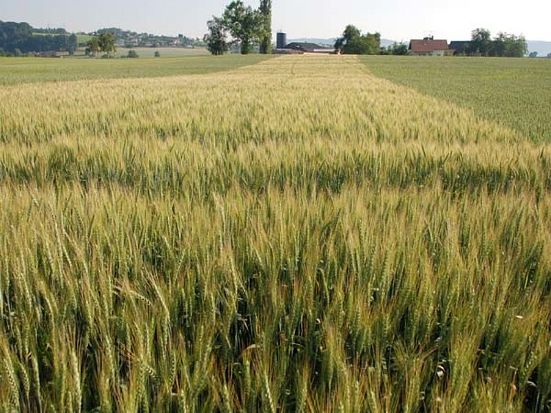 FiBL - Hanshueli Dierauer