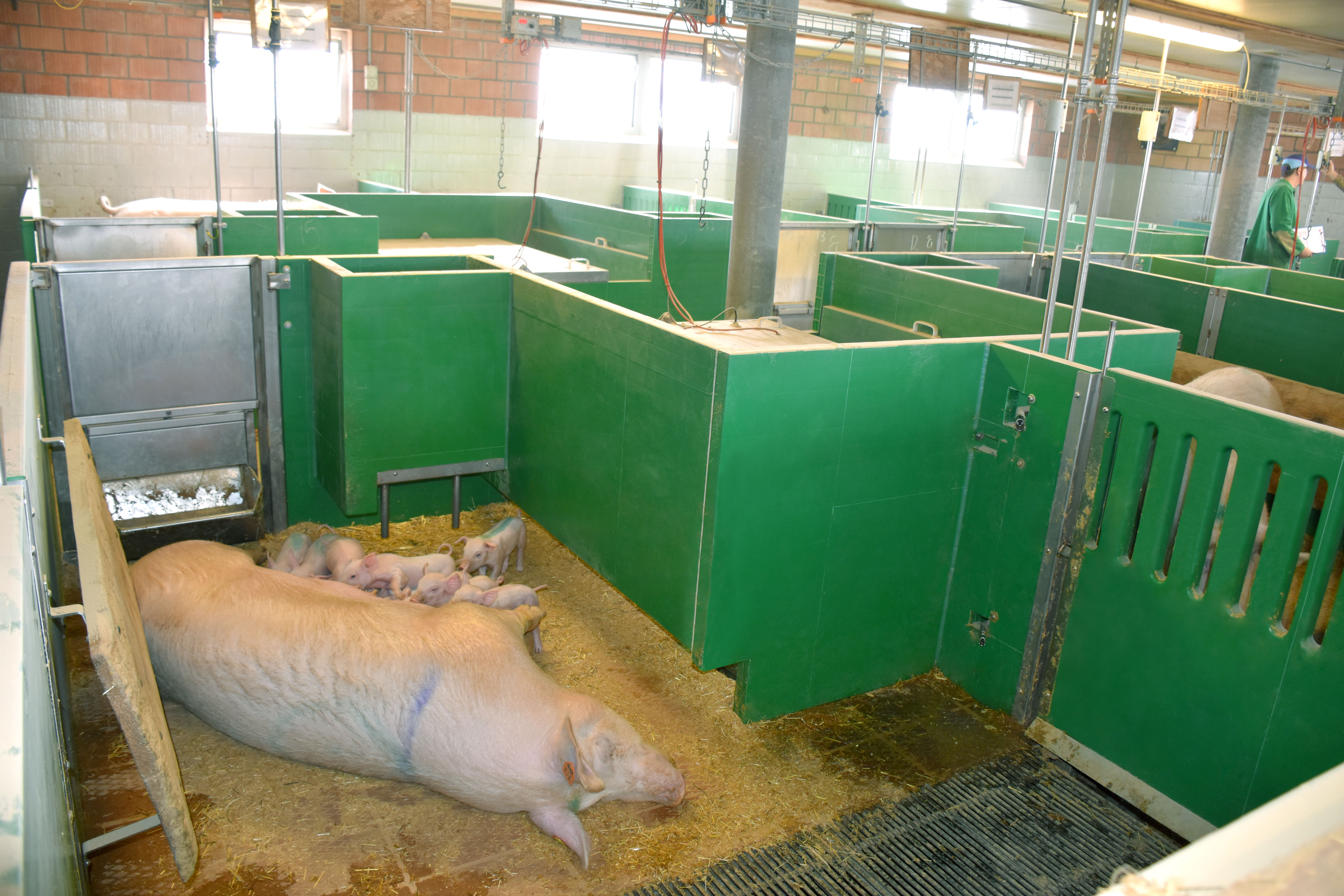 Coup d’oeil dans le box de mise bas ©SUISAG