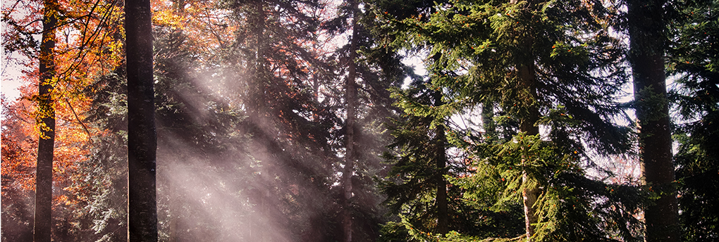 Emmentaler Plenterwald bei Wasen (Sumiswald) Forêt Suisse