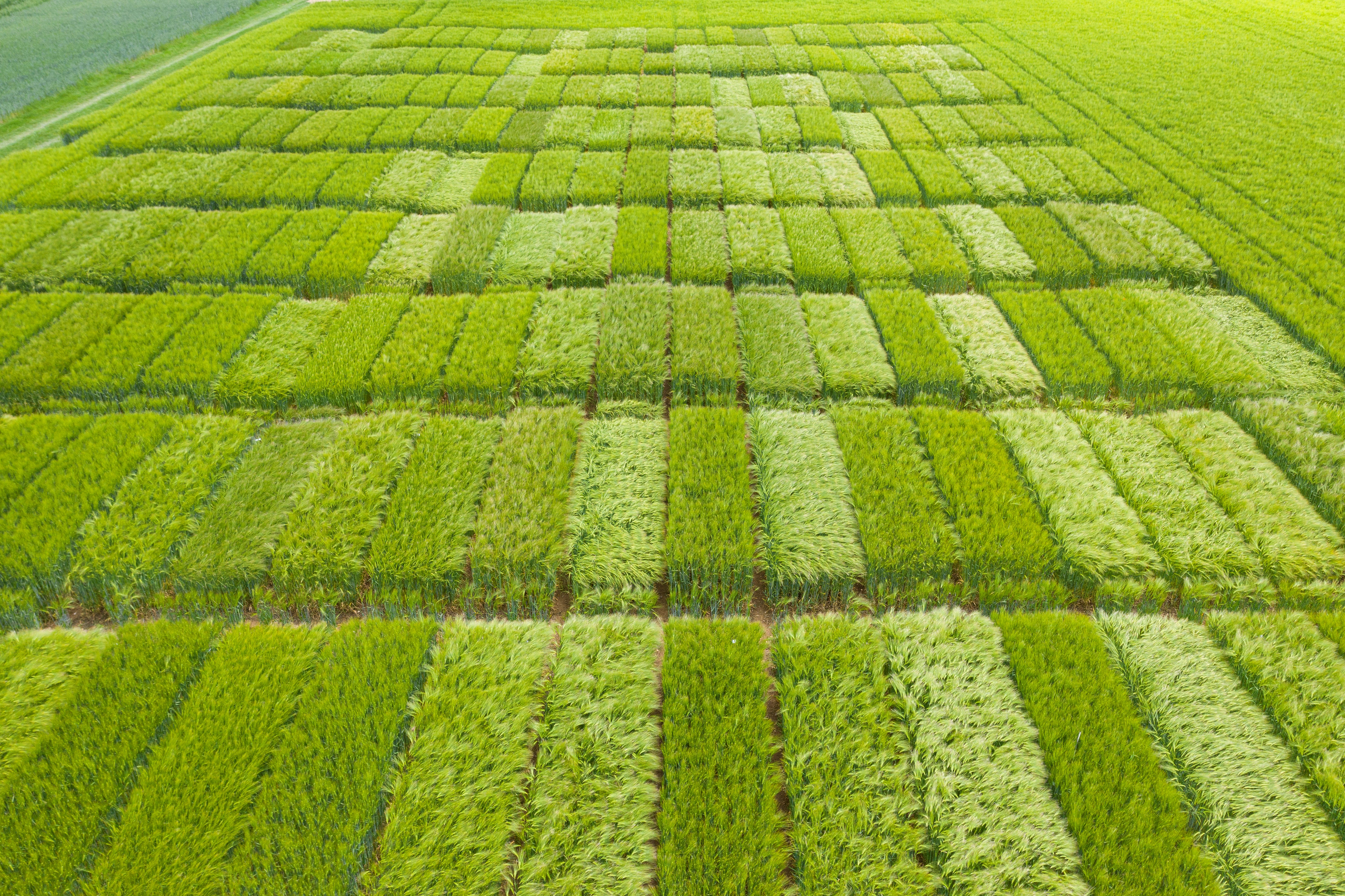 Orge - copyright Agroscope - Carole Parodi