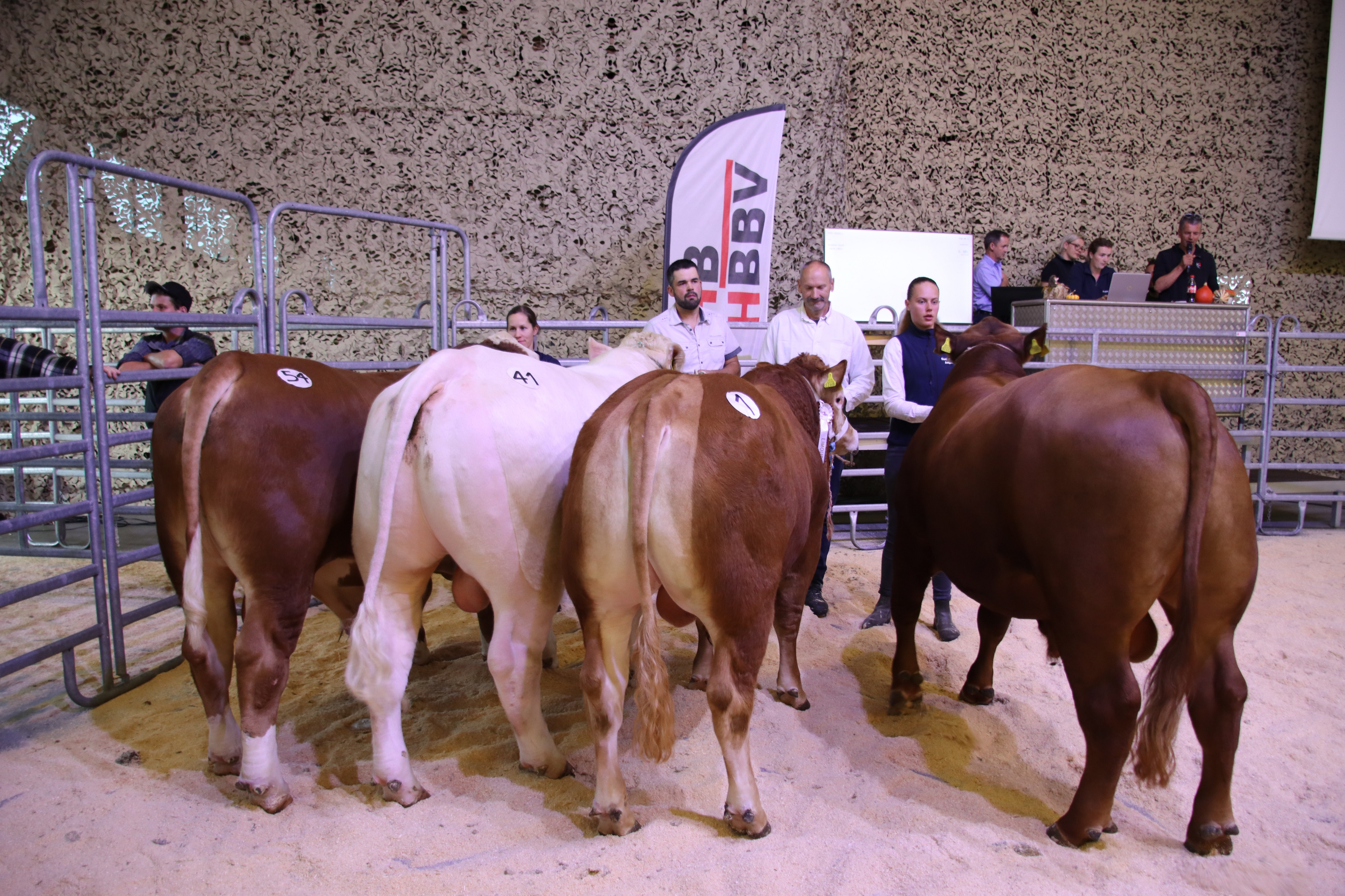 Un large choix de taureaux suisses attend les acheteurs au marché. Champion 21.09.22. Source :  Vache mère Suisse