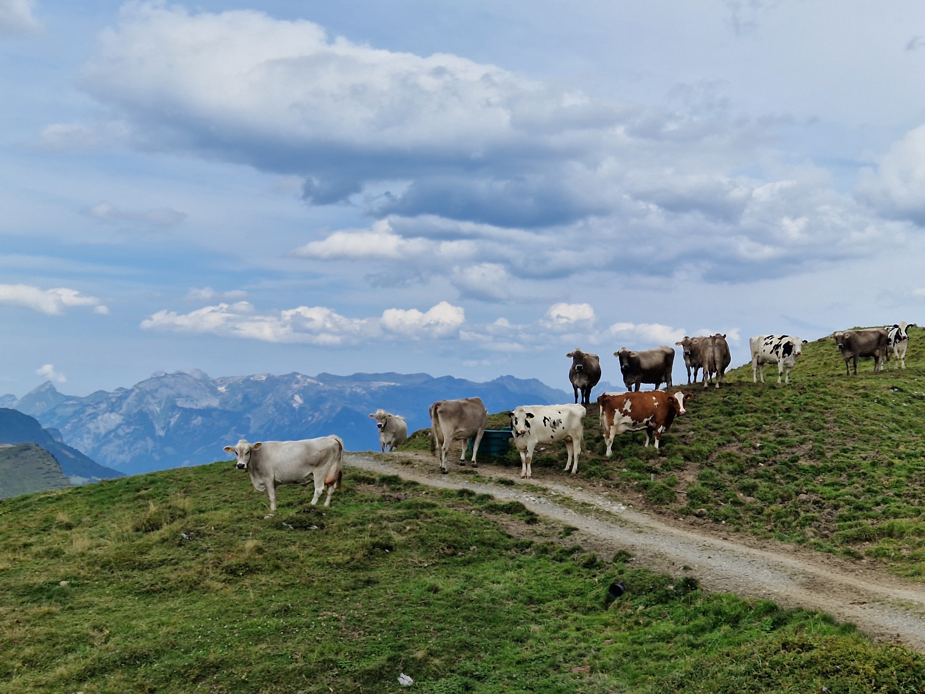 Le nouveau contrôle laitier (EPL) permet désormais d'optimiser la gestion du troupeau et de l'alimentation © AGRIDEA