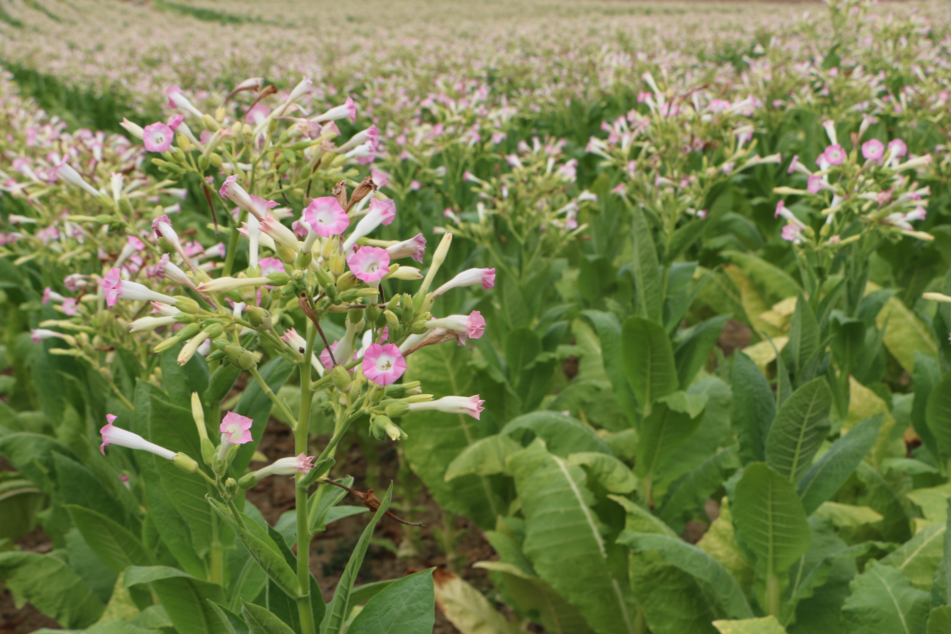 Champ de tabac en fleurs. Copyright AGIR 