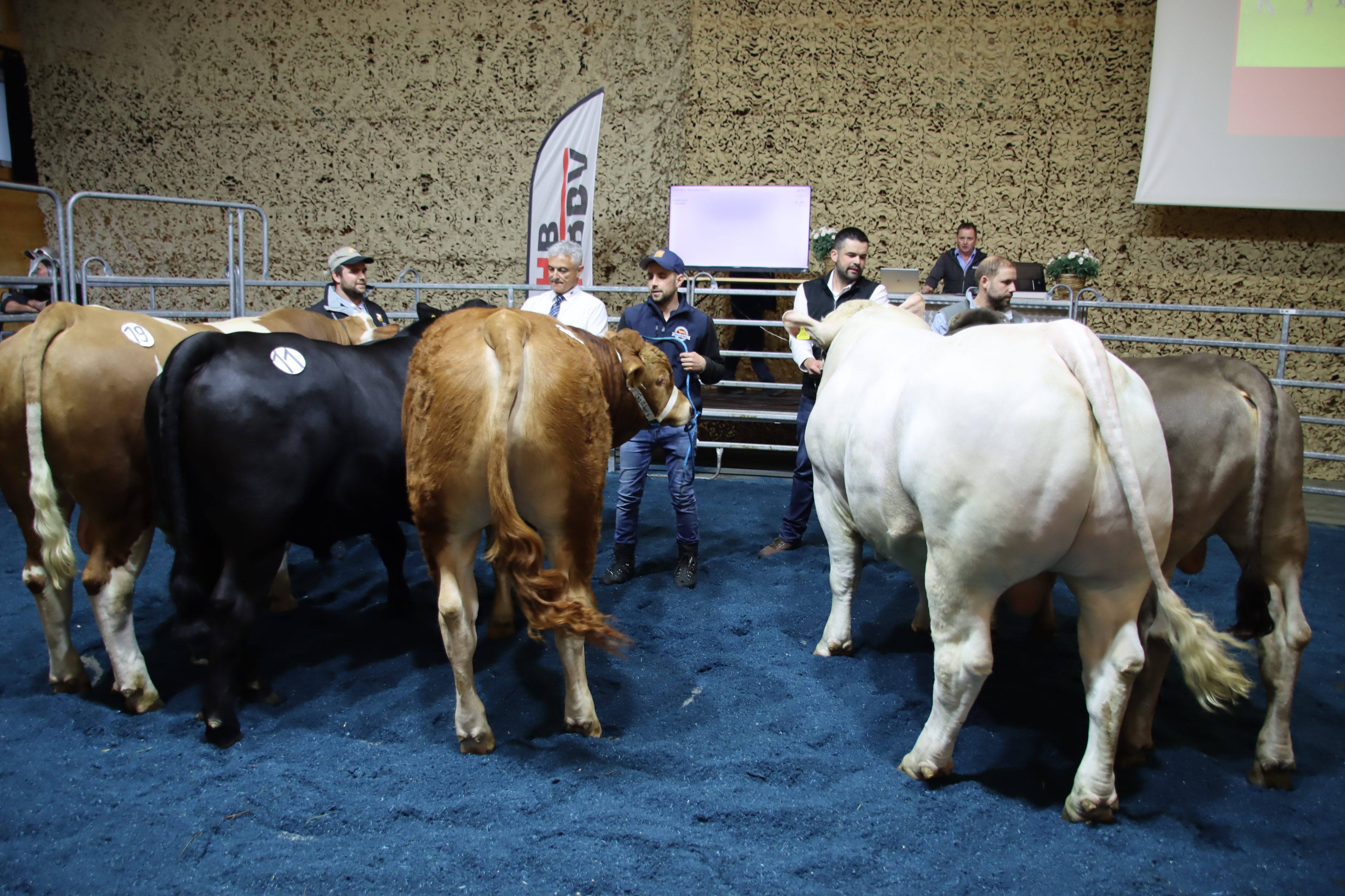 Photo : Un large choix de taureaux suisses attend les acheteurs au marché. Source : Vache mère Suisse
