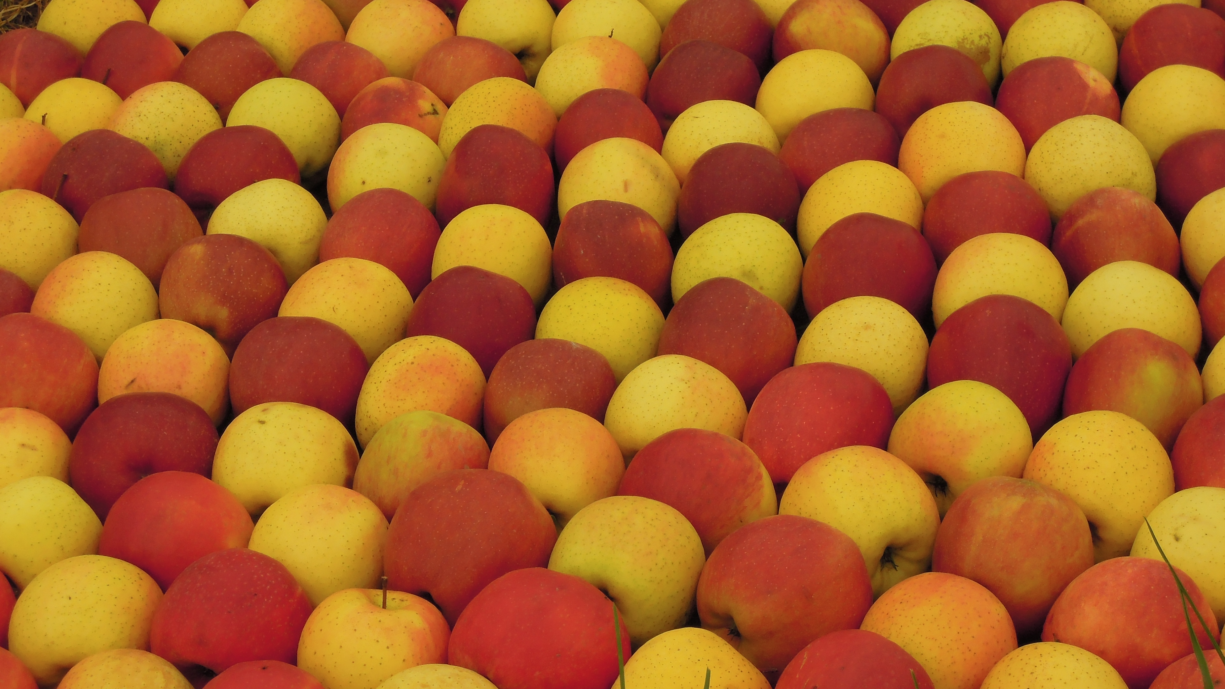 Pommes copyright AGIR 