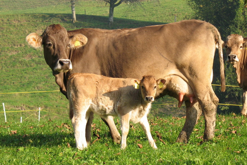 Photo Vache mère Suisse