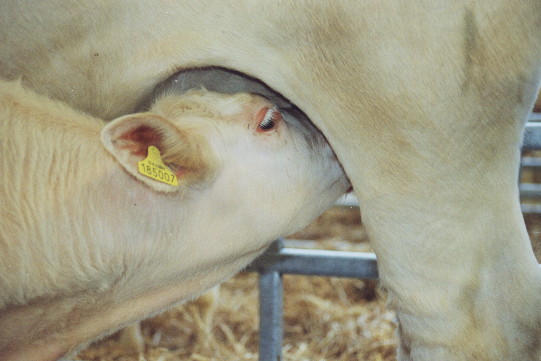 Copyright Vache mère Suisse 