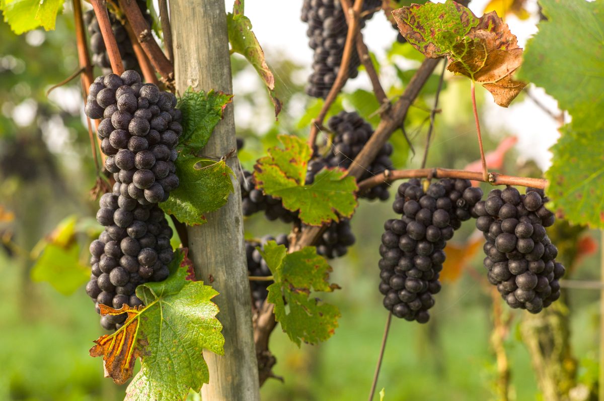 Copyright Bio Suisse