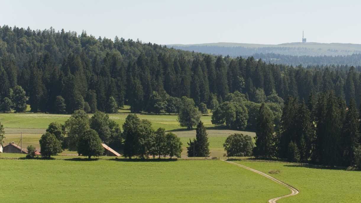 Pâturages boisés avec le Chasseral en arrière-fond (DR)