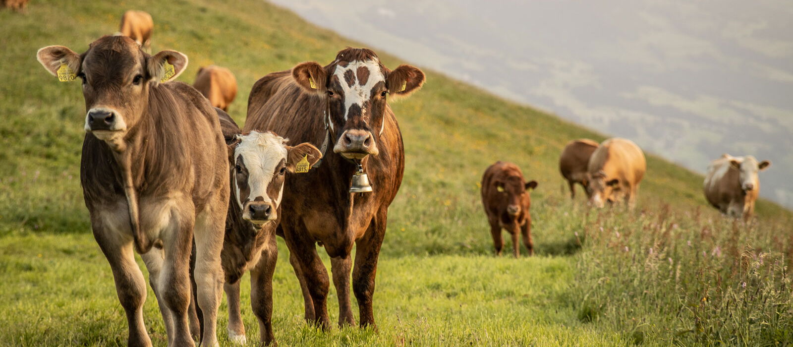 Copyright mutterkuh.ch