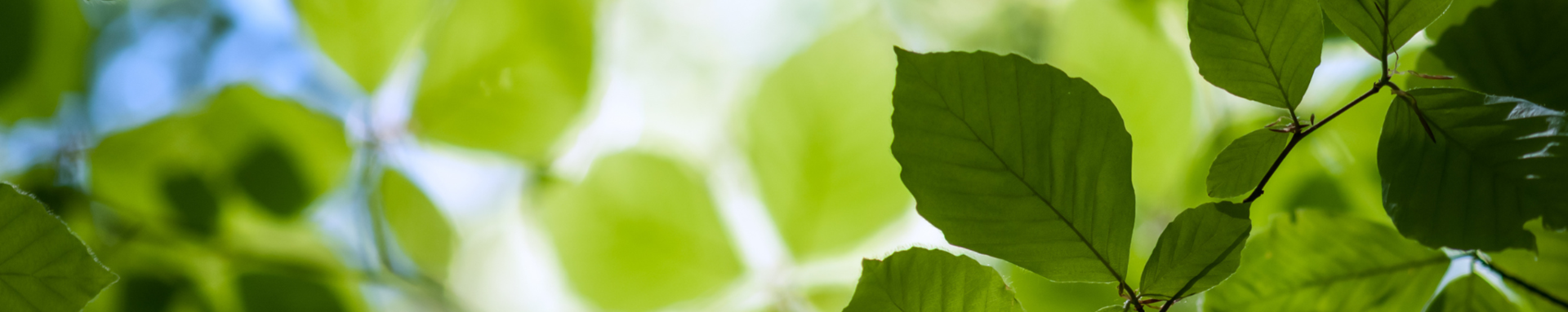 Copyright foretsuisse.ch