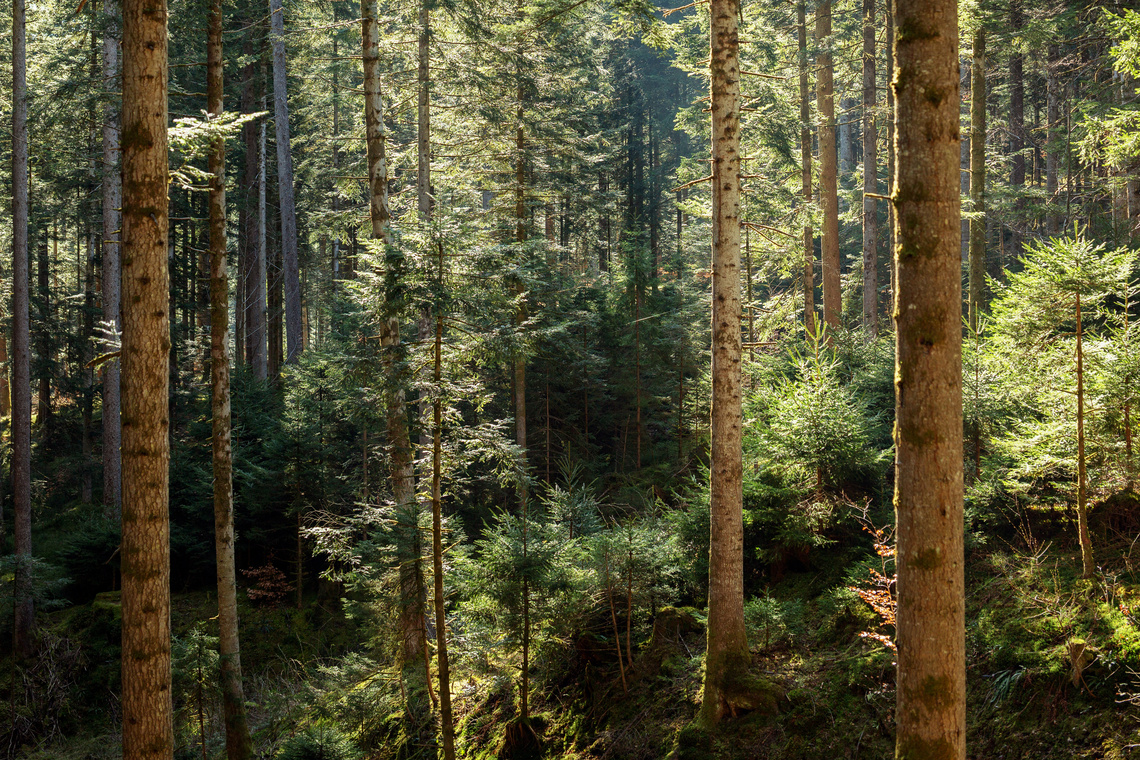 Copyright holz-bois-legno.ch