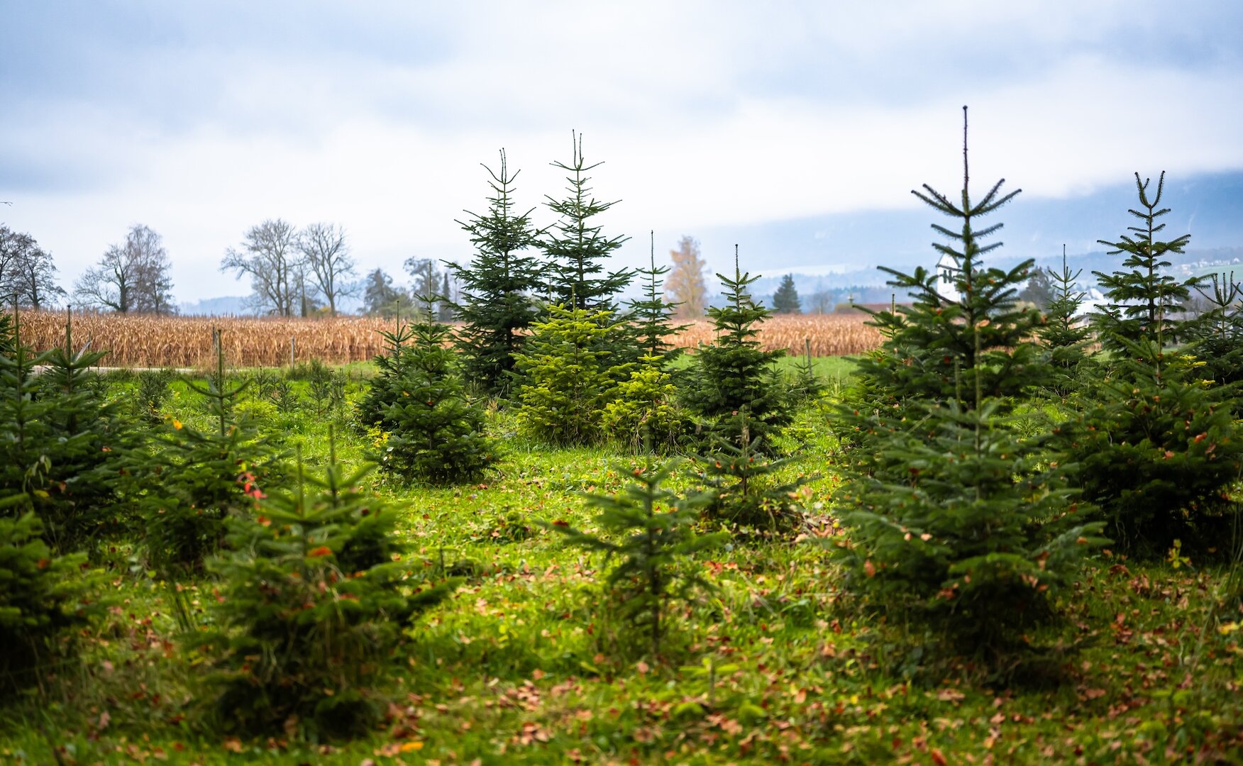 Copyright ForêtSuisse