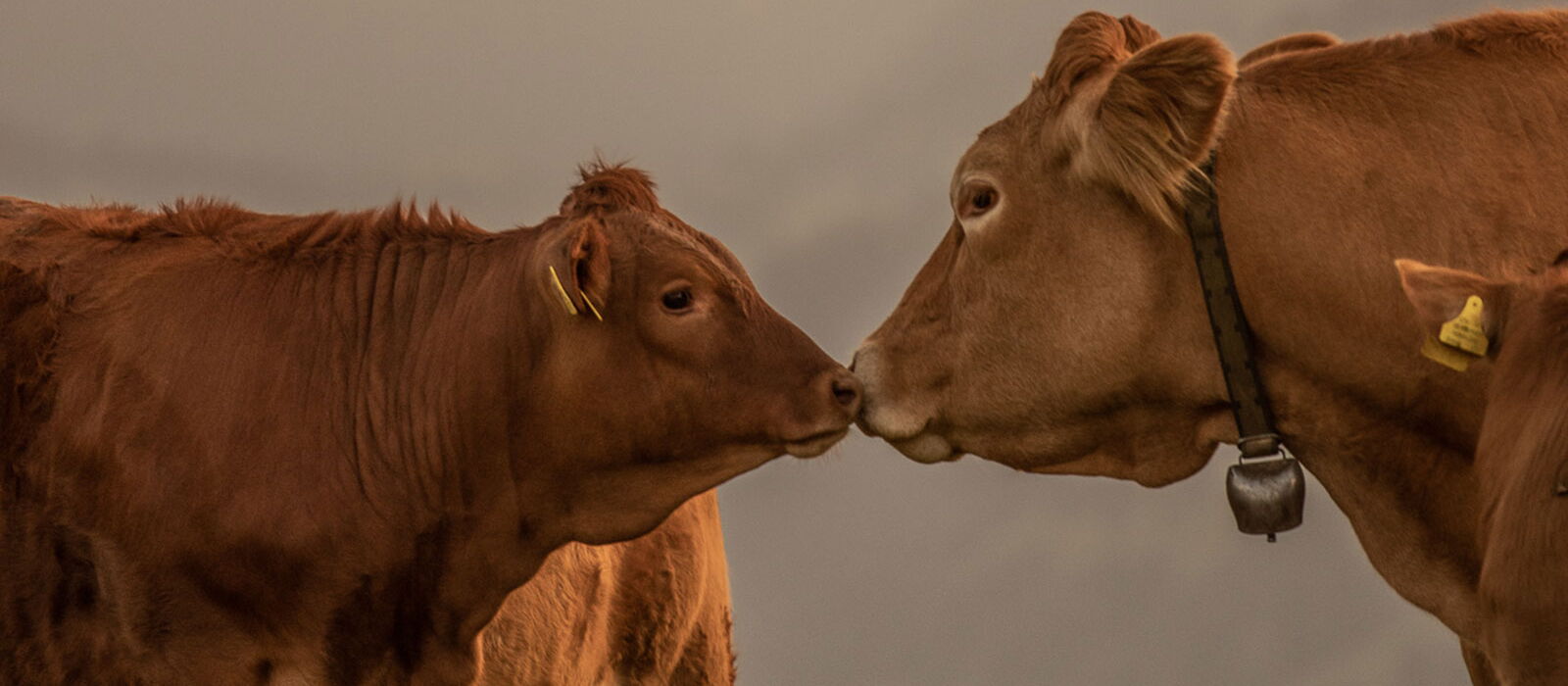 Copyright mutterkuh.ch