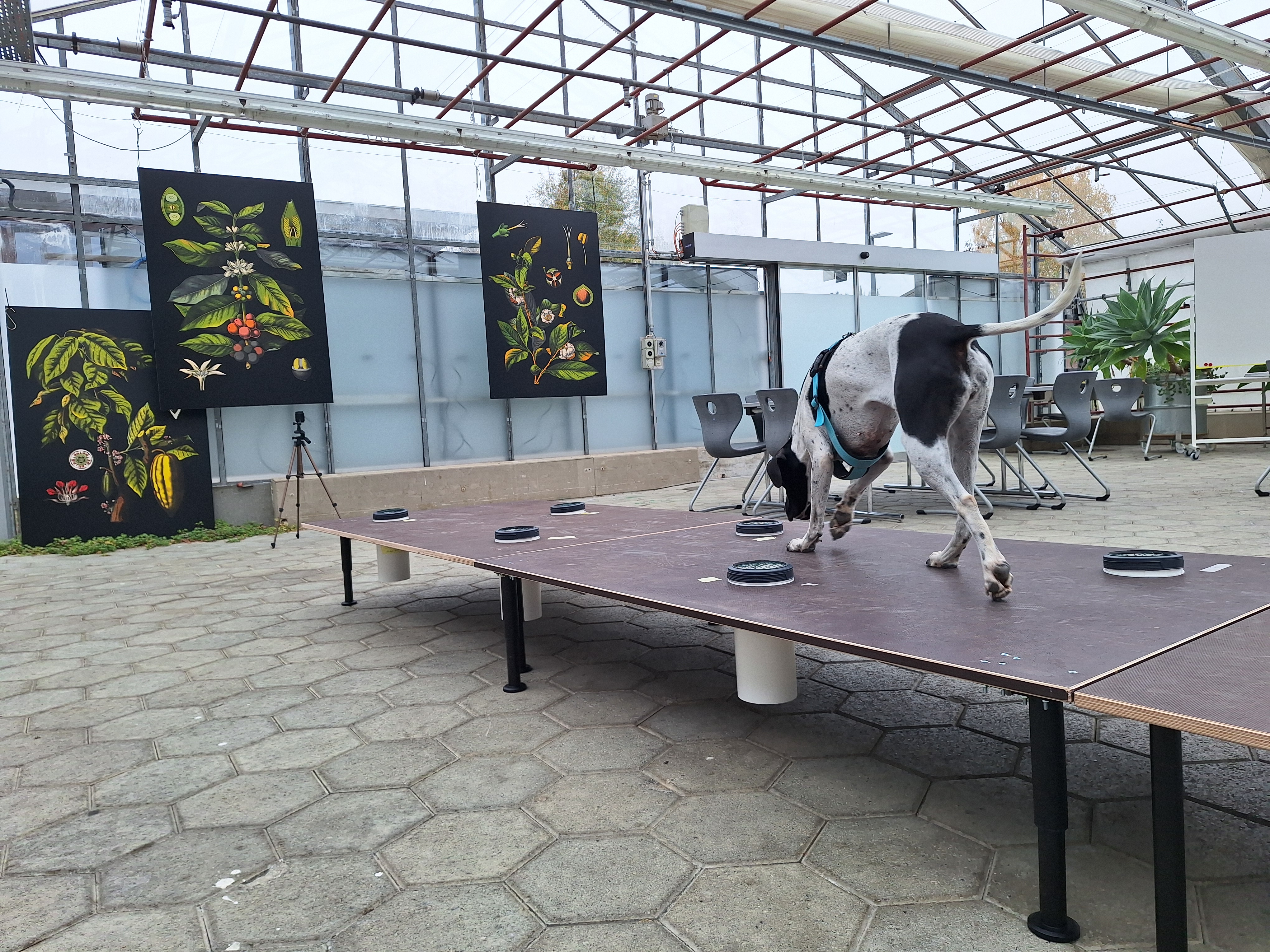 Un chien en entraînement dans une serre, confronté à de véritables larves de scarabée japonais. Les séances se déroulent dans des conditions strictement sécurisées afin d’habituer les animaux à reconnaître l’odeur du ravageur. (DR)