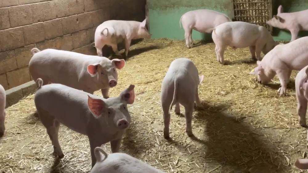 Elevage de porcs à Vallon dans le canton de Fribourg (AGIR)