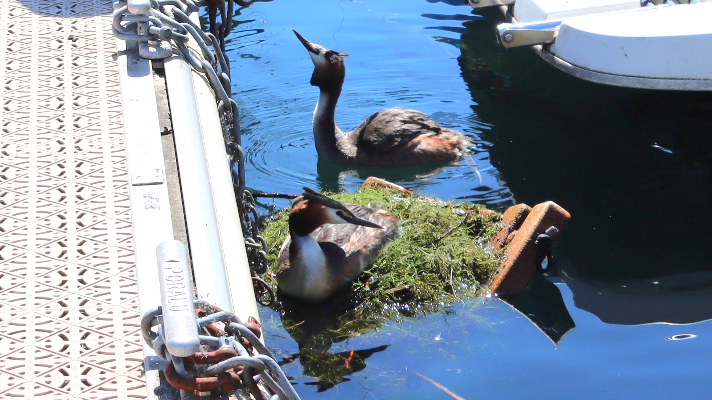 Un an après leur première mise à l’eau, les plateformes flottantes continuent d’être régulièrement adoptées par le grèbe huppé, ici dans le port de Taillecou à St-Prex (VD) – photo EA