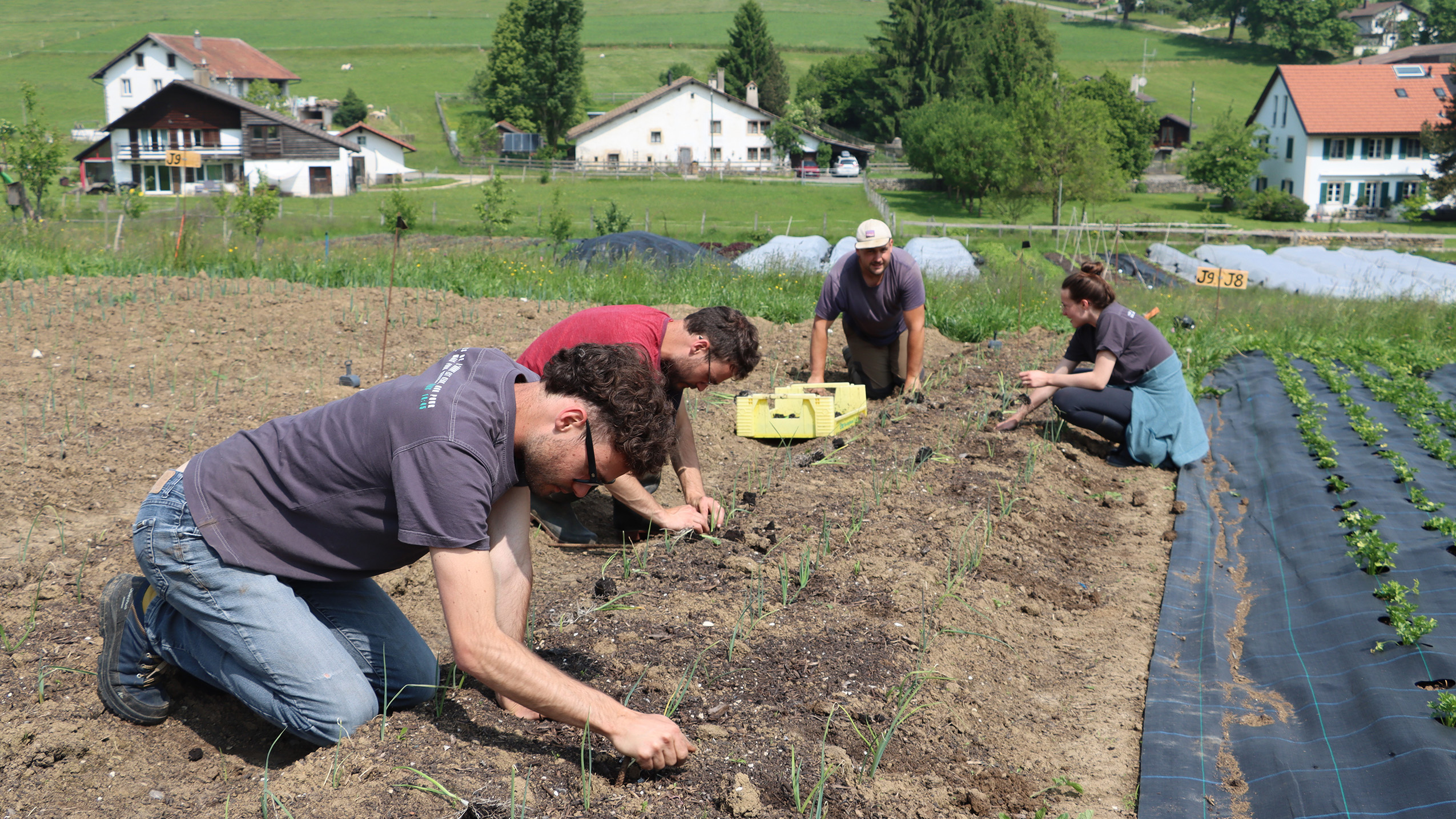 Savez-vous planter les choux à la mode Maligi? Où l’on parle reconnexion avec la beauté de la nature, et récolte des fruits du travail de la terre, en commun – photo EA