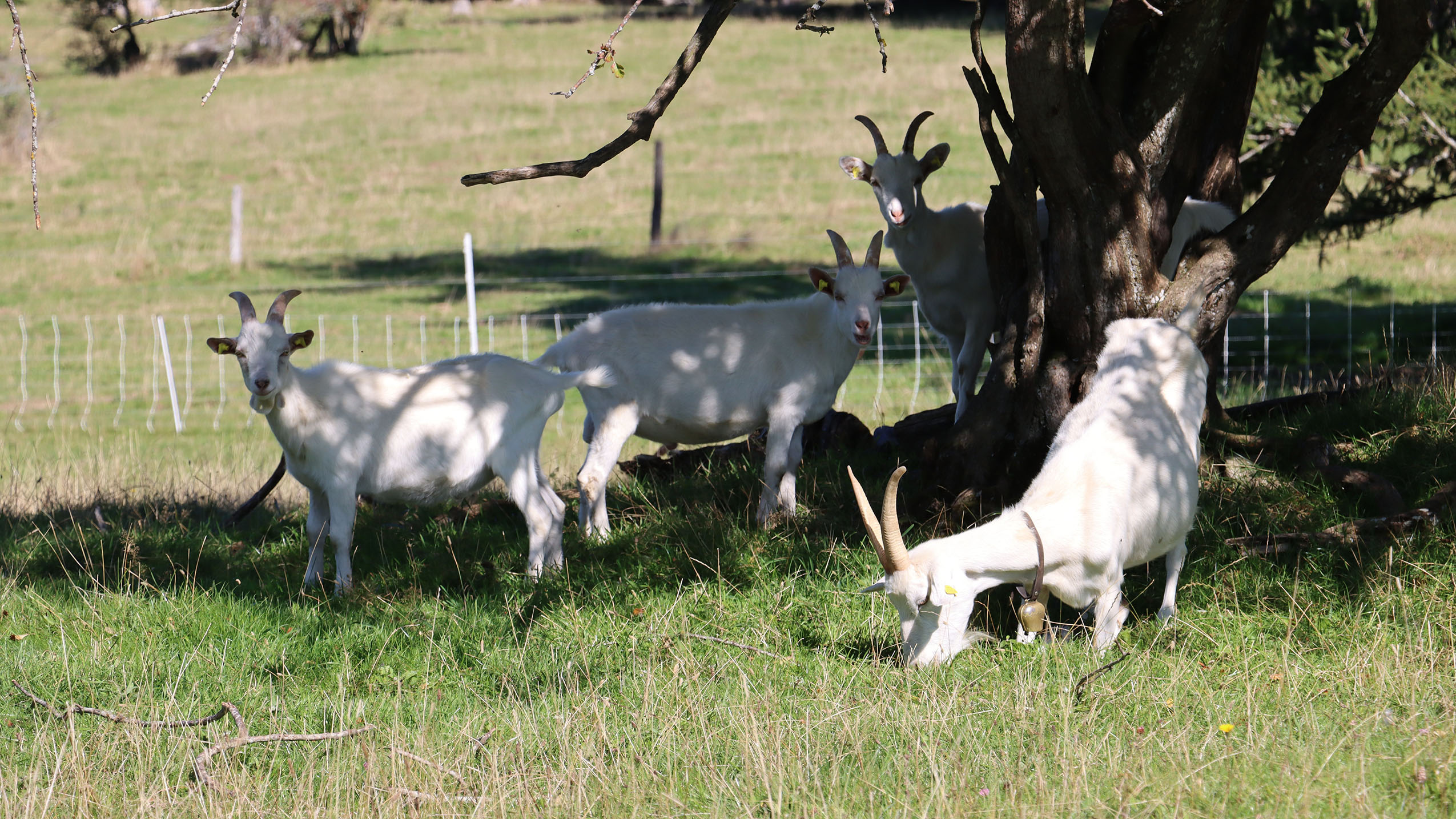 Ainsi broutent les chèvres sur la commune de Brot-Plamboz (NE), partiellement protégées par une clôture électrifiée, condition sine qua non pour espérer toucher une indemnisation à chaque prédation - photo EA