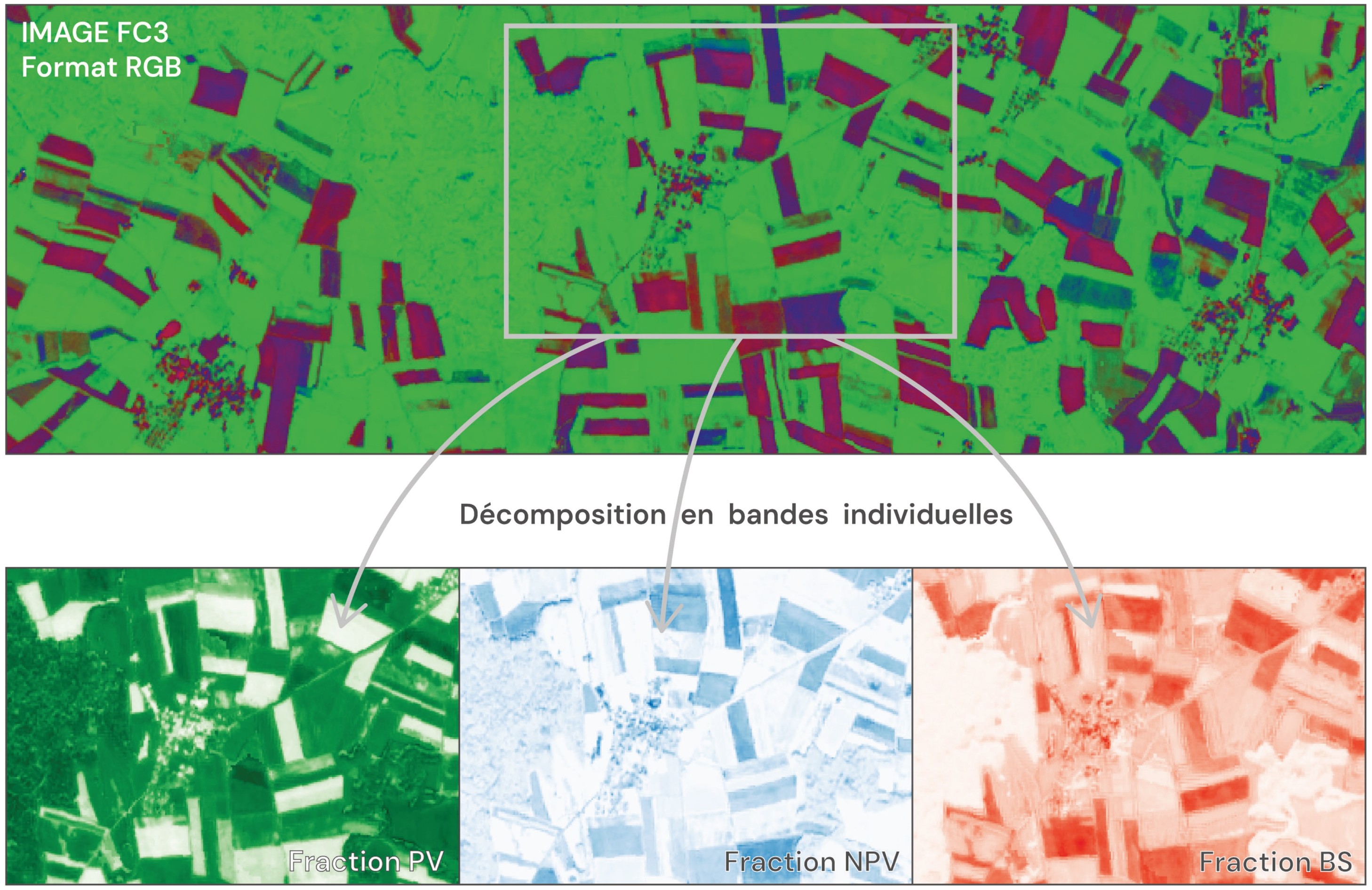En passant par un algorithme, les photos satellitaires permettent de suivre en continu la couverture des sols: PV ou «photosynthetic vegetation», NPV pour la végétation morte, et BS ou «Bare Soils» pour le sol nu - photos Terranum