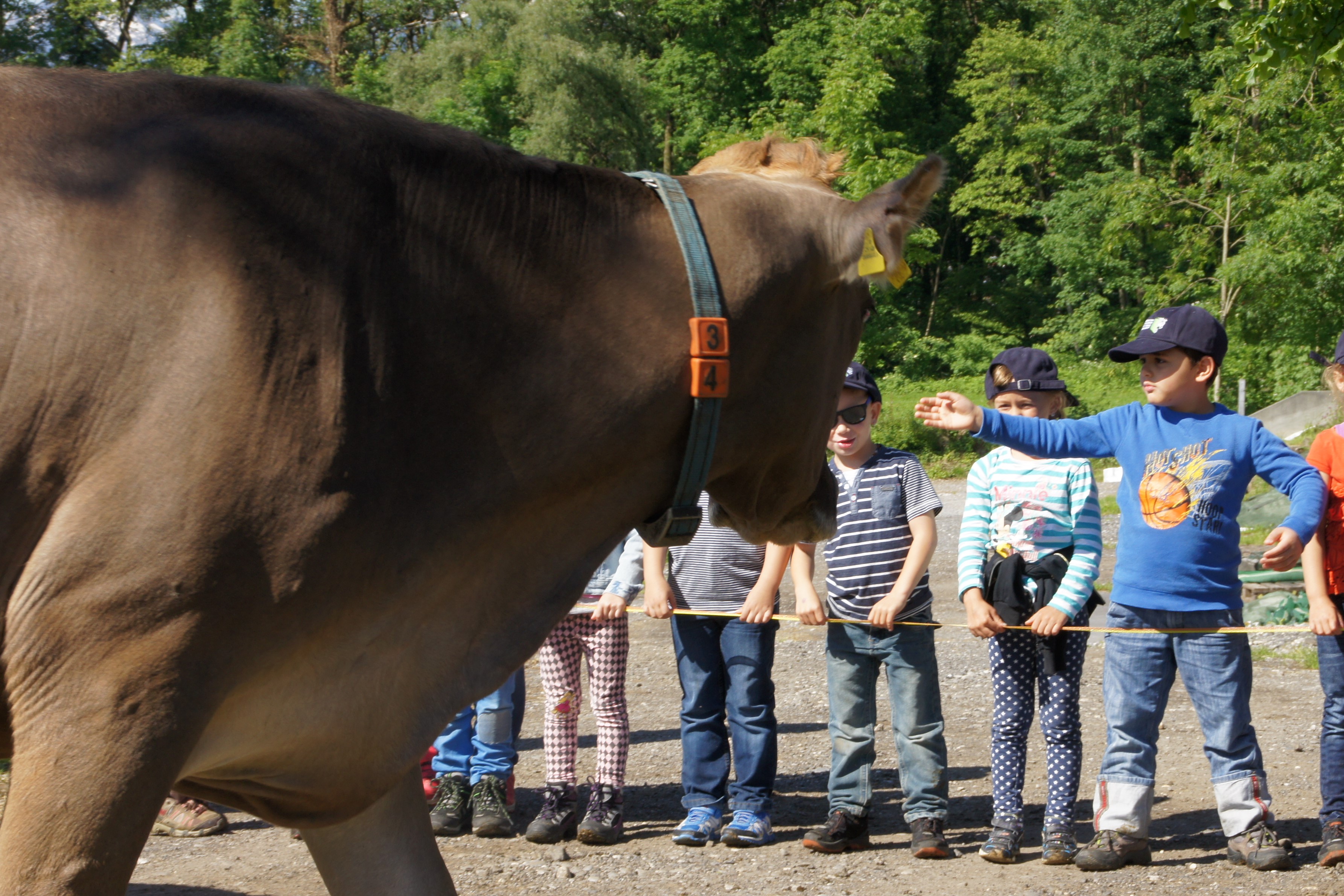 Rencontre directe avec le bétail: L'école à la ferme mise sur l’expérience pour relier les enfants au monde agricole (DR)