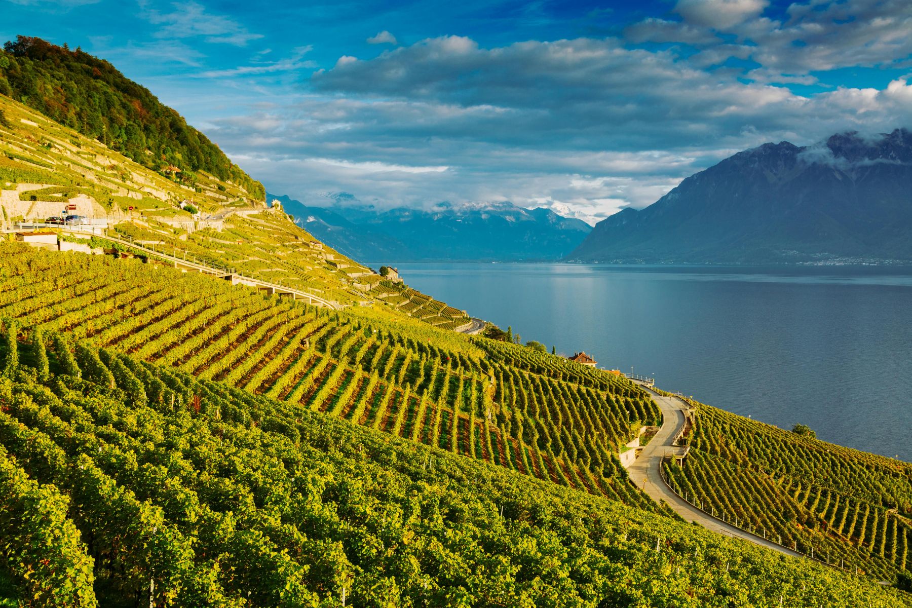 Le vignoble du Lavaux, classé au patrimoine mondial, incarne la tradition viticole suisse dans un marché en pleine mutation.(DR)