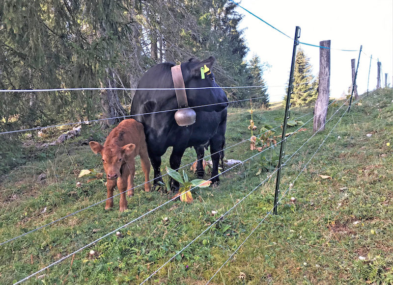Quelque dix kilomètres de fil ont été nécessaires pour protéger le troupeau de La Rionde-Dessus de l’attaque des loups. © J.-F. Dupertuis/Prométerre