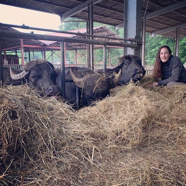 La jeune agricultrice genevoise, Lara Graf, avec une partie de son troupeau de bufflonnes. DR
