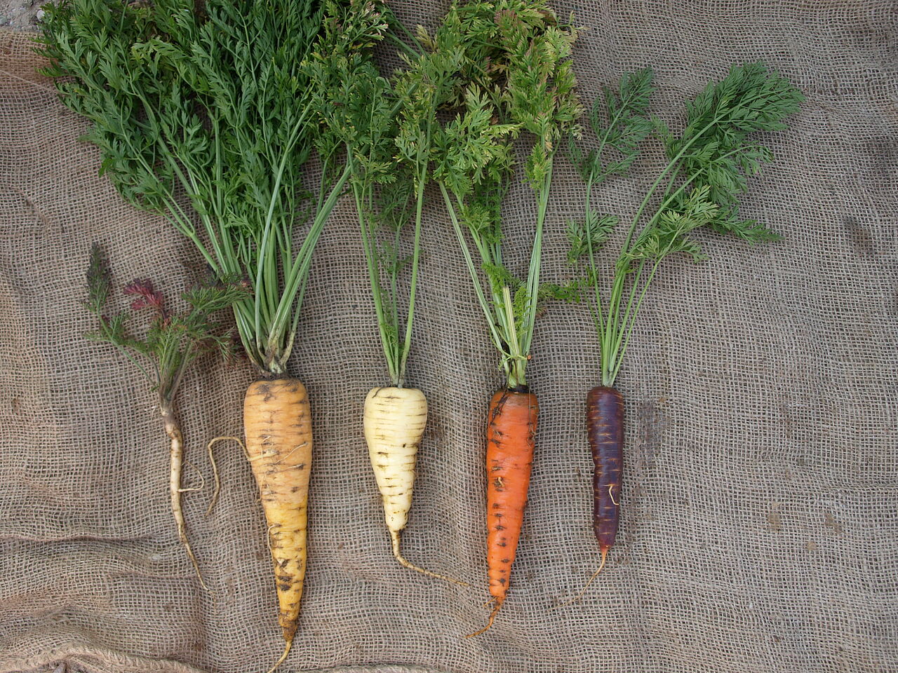 Carotte sauvage (à gauche) et diverses carottes cultivées issues de sa domestication.(DR)