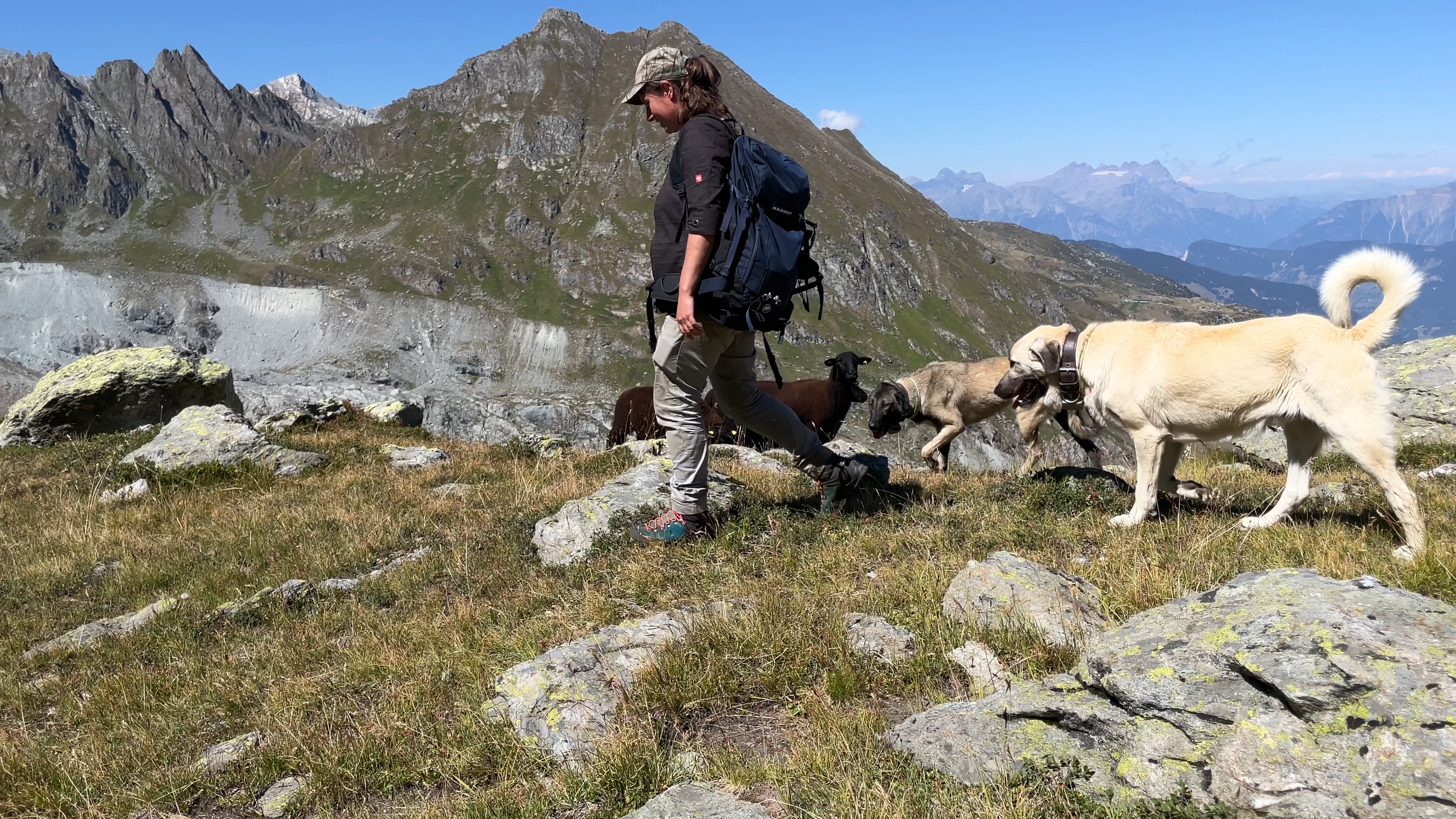 Une bergère accompagnée par deux de ses chiens de protection à l'alpage - photo PB