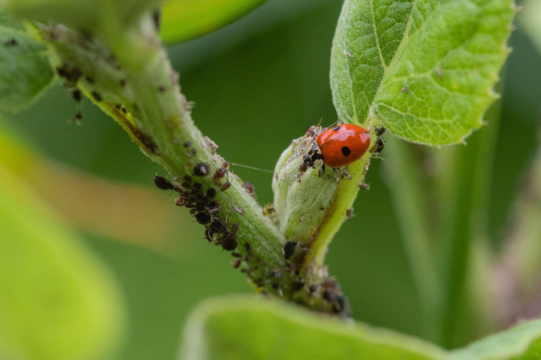 La coccinelle est une redoutable destructrice de pucerons (DR)